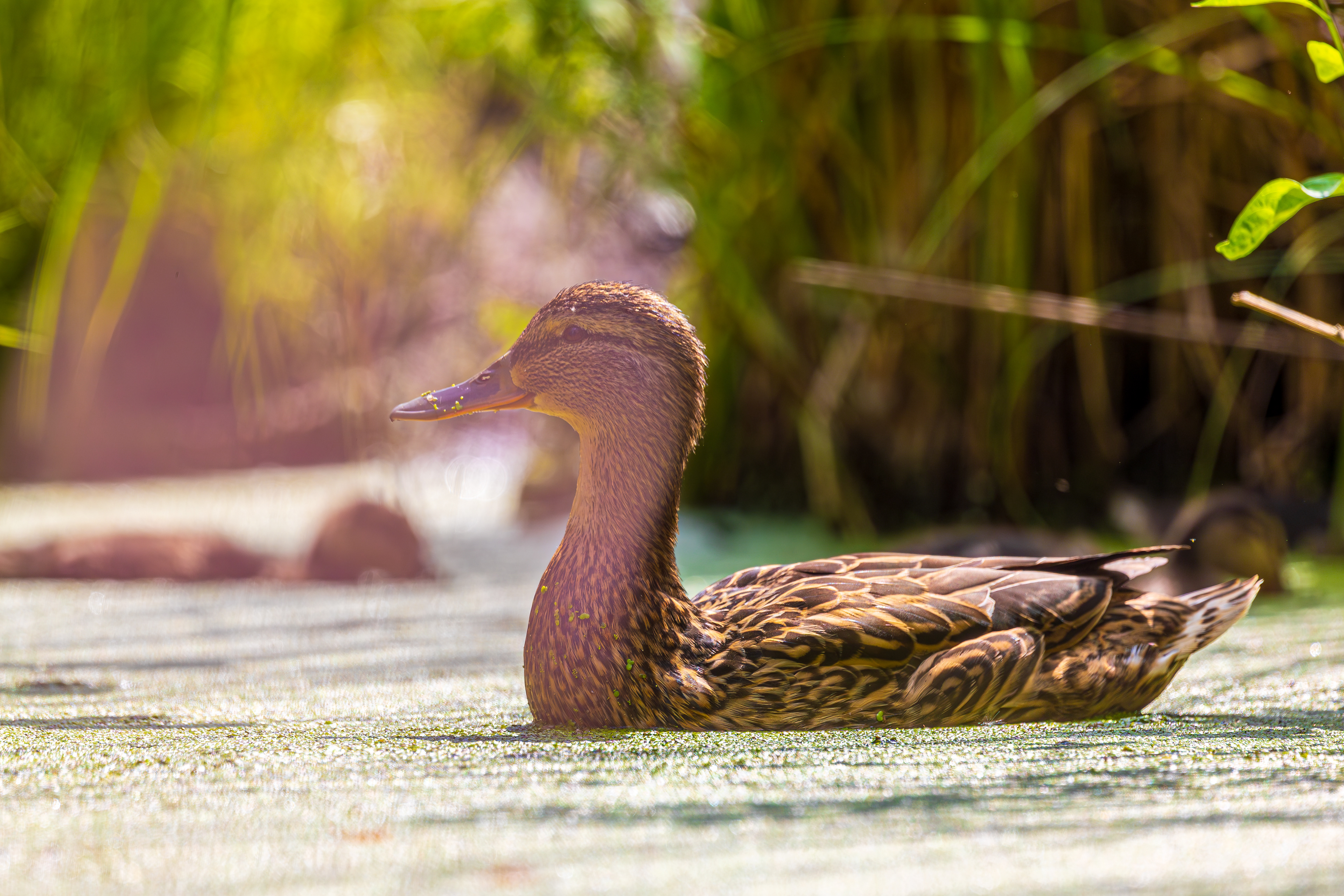Ente im Schlaubetal