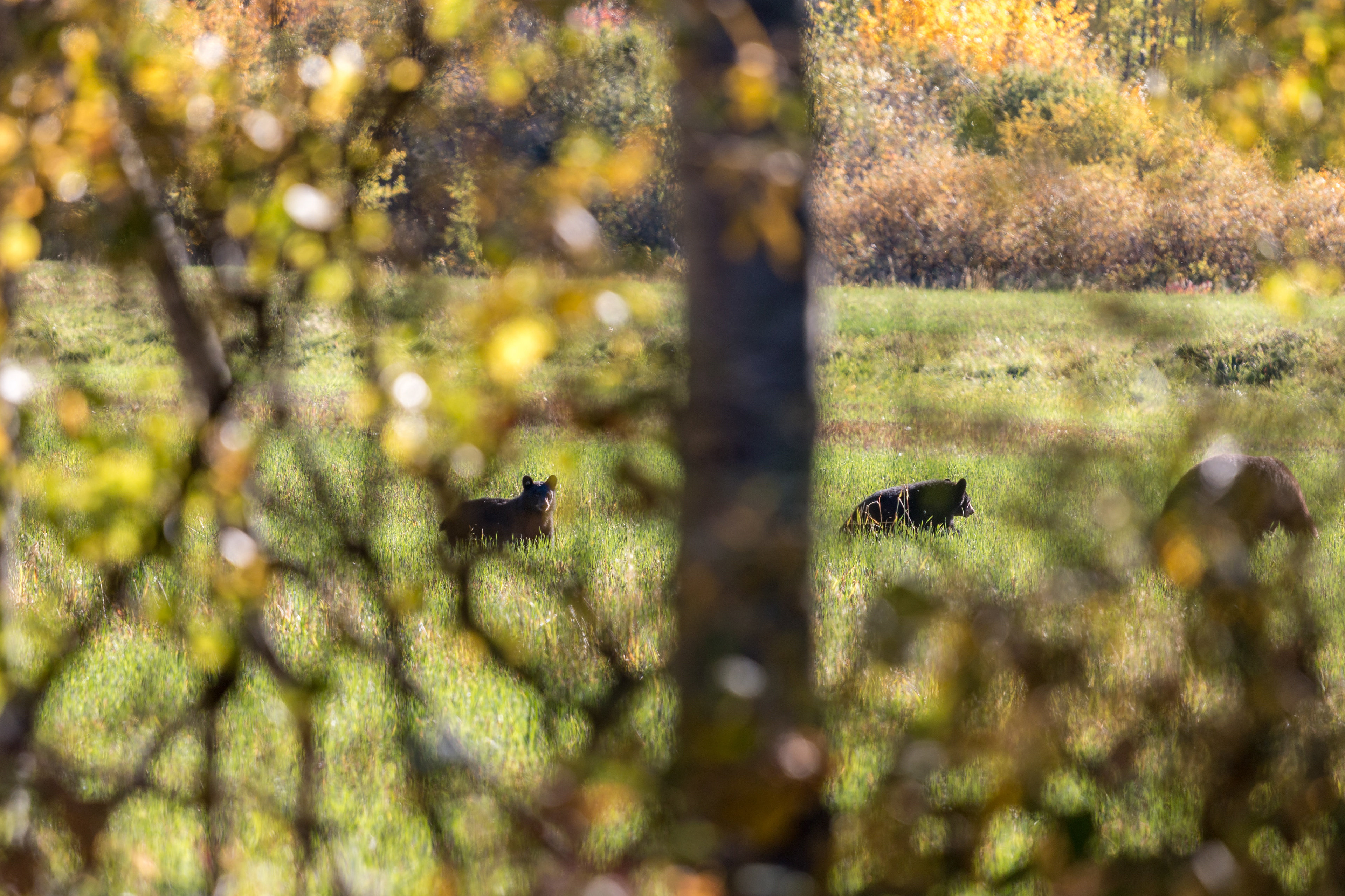 Bärenmutter mit Jungtieren in der Nähe vom Silverthorne Mobile Home Campground