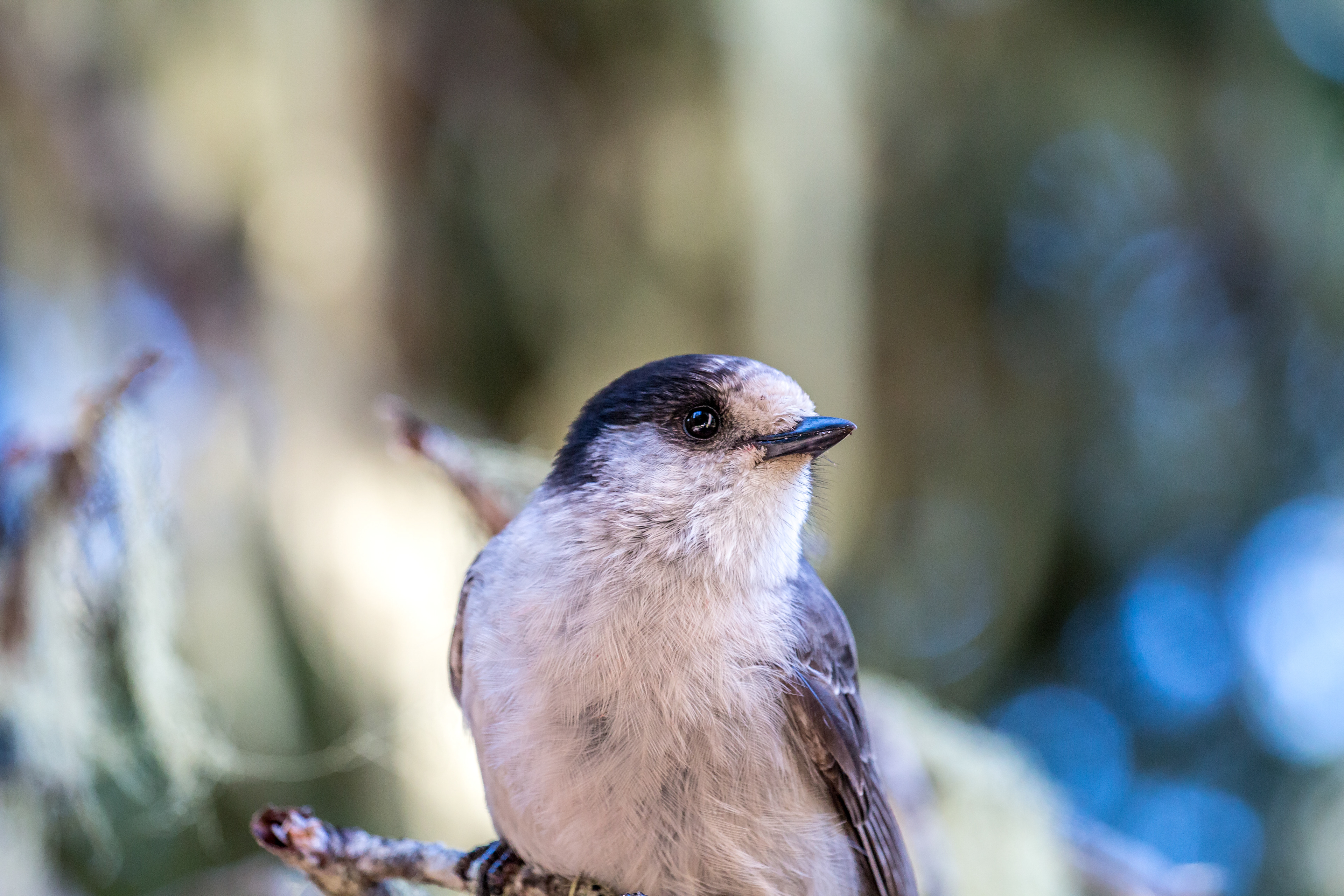 Vogel bei den Joffre Lakes