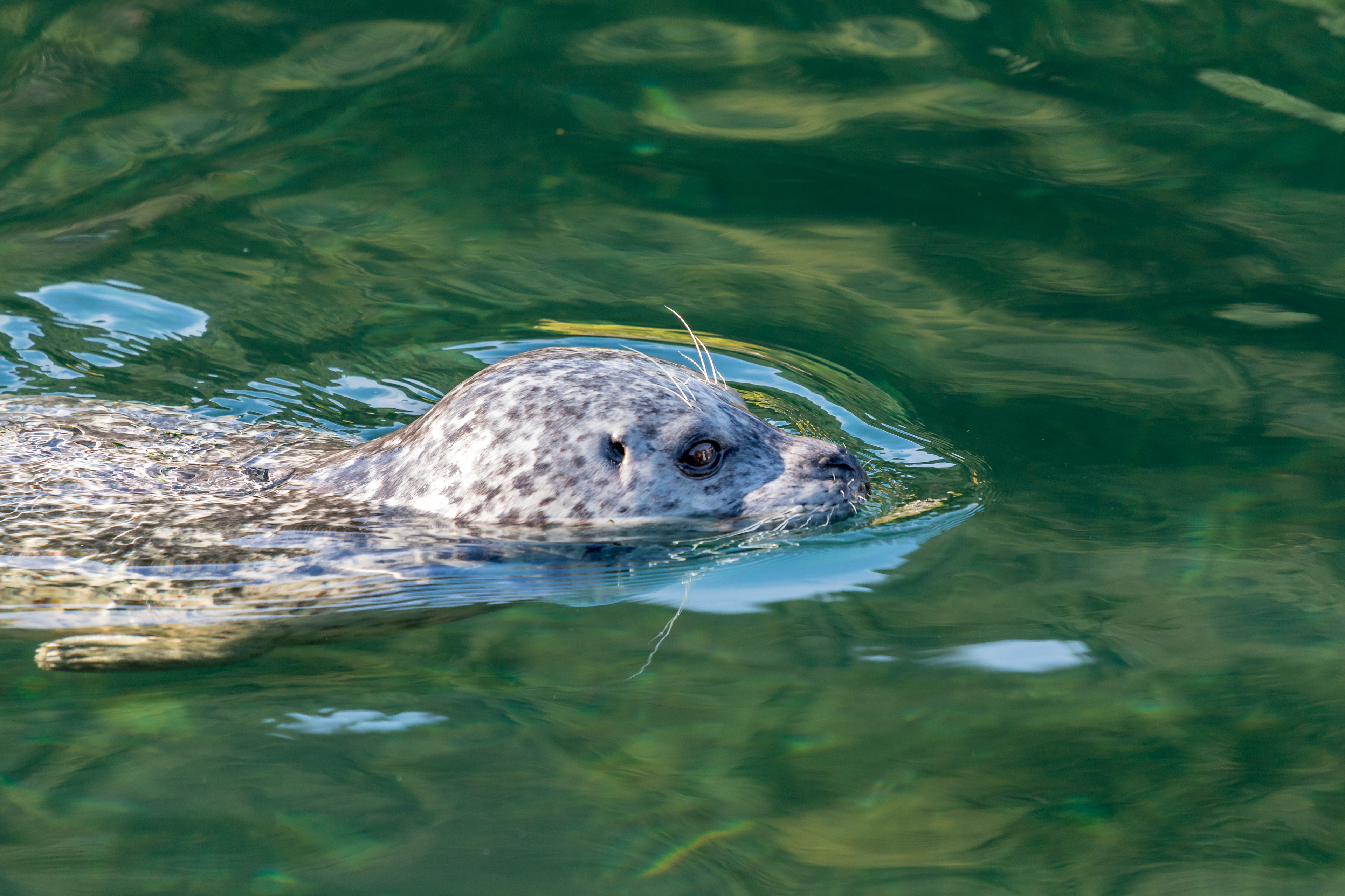 Robbe in der Brown´s Bay Marina, Vancouver Island