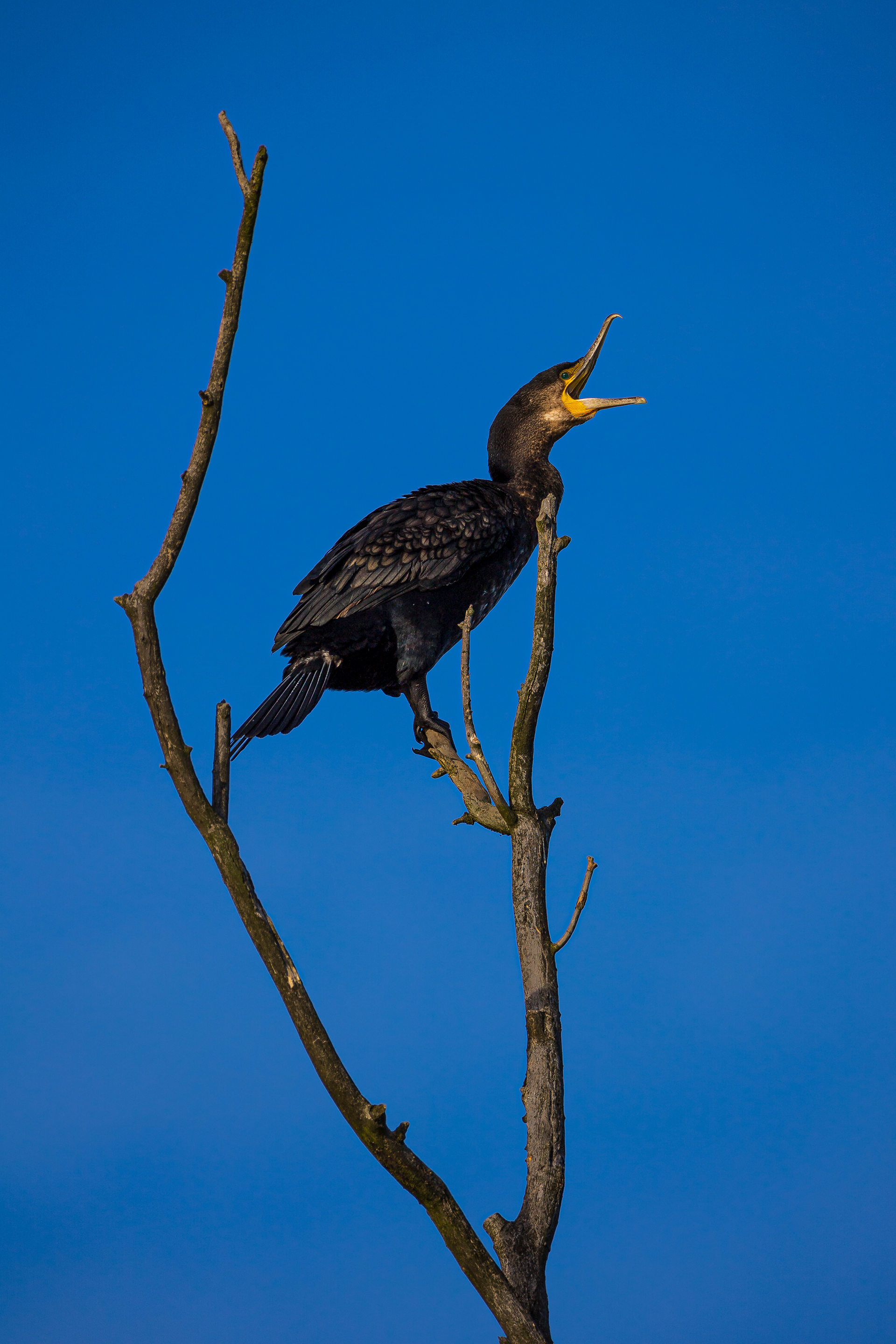 Kormoran an der Mündung des Friedrich-Wilhelm-Kanals in die Oder