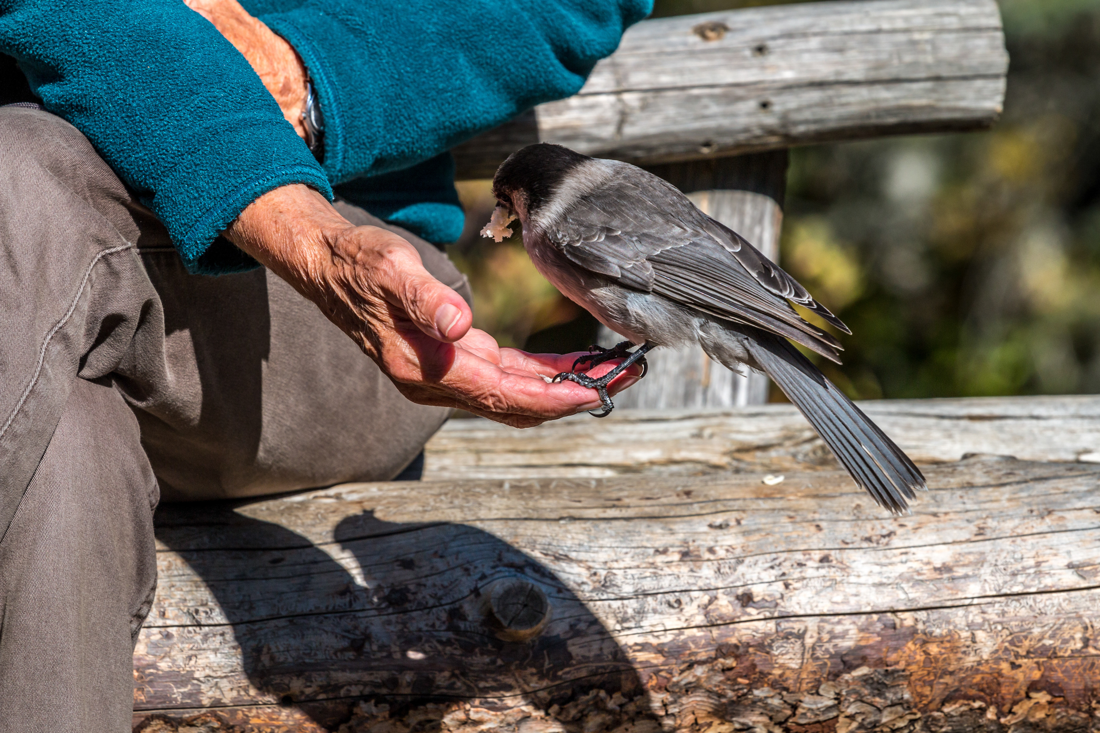 Vorwitziger Vogel bei der Handfütterung an den Joffre Lakes