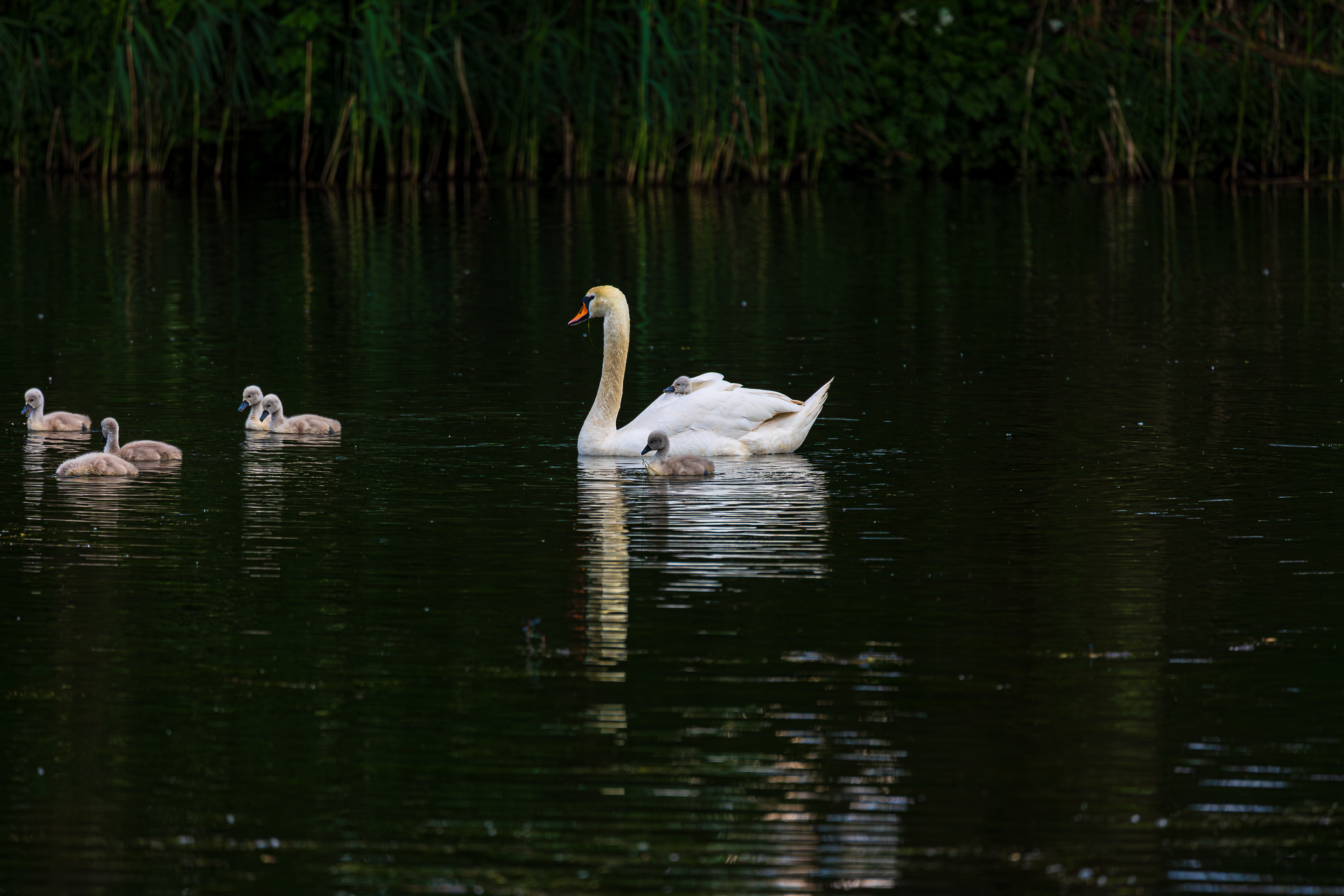 Schwan mit Jungtieren auf dem Friedrich-Wilhelm-Kanal