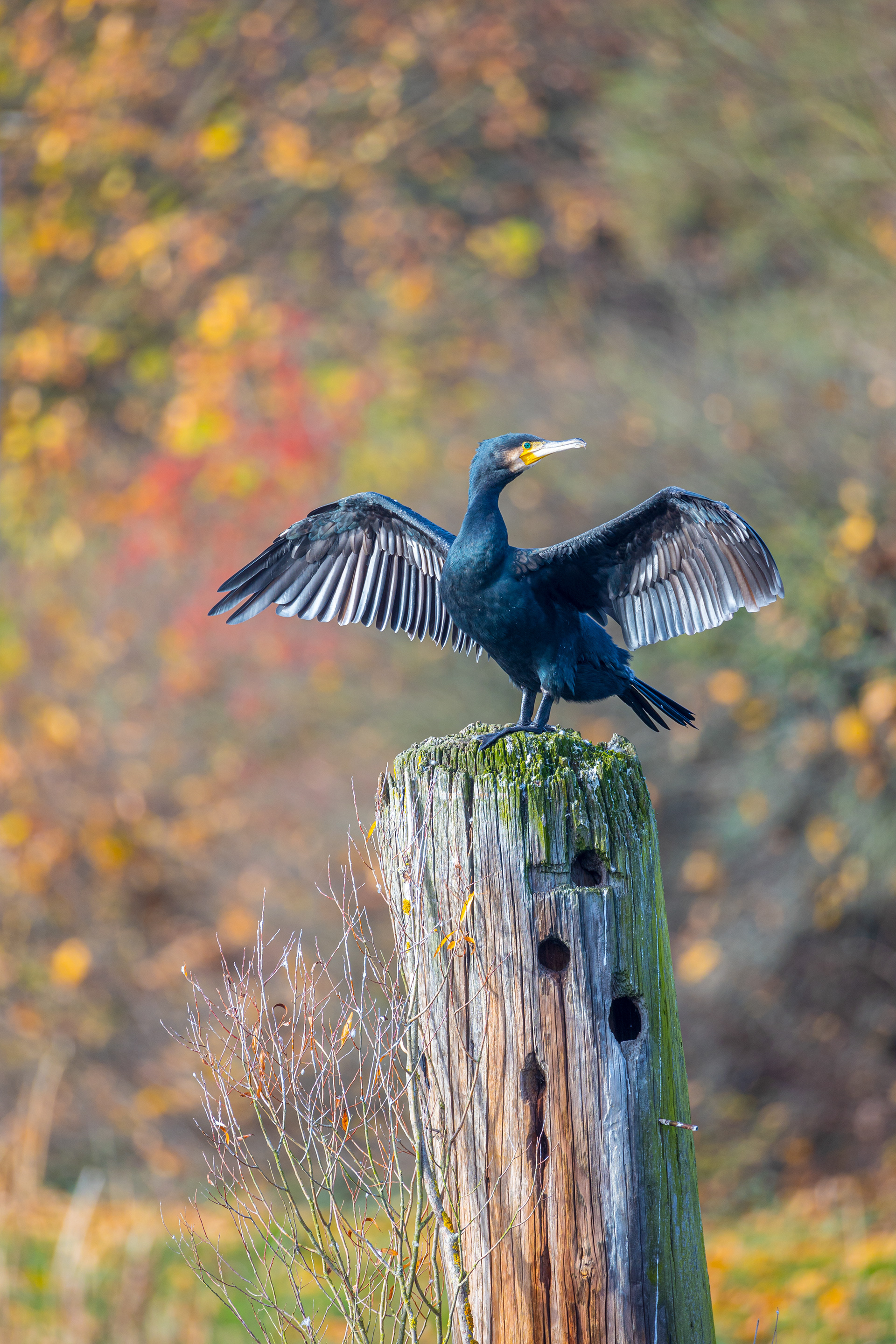Kormoran trocknet sein Gefieder am Friedrich-Wilhelm-Kanal
