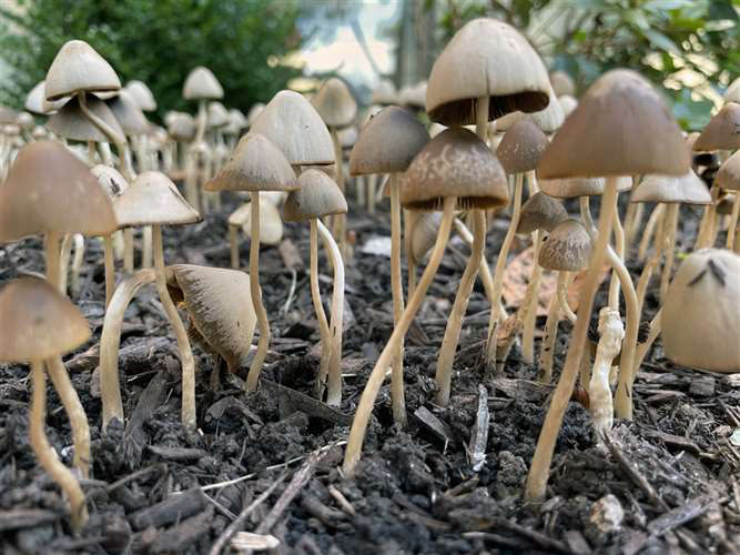 Jack Geffert, St. Ignatius High School, Grade 11, Mushrooms, Photography, Educator: Jennifer Chronister, Silver Key
