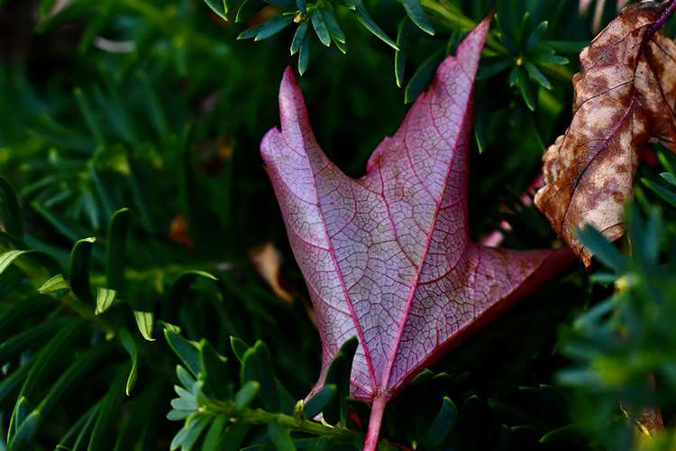 Ella Rosenberg, Hathaway Brown School, Grade 11, Veins, Photography, Educator: Shelly Ahern, Honorable Mention