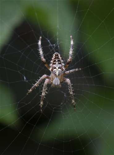 Carmella, Muresan, Hathaway Brown School, Grade 12, Arachnophobia, Photography, Educator: Shelly Ahern, Silver Key