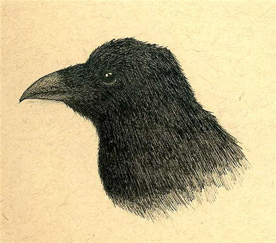 Henry Peterman, University School - Hunting Valley Campus, Grade 10, Raven, Drawing & Illustration, Educator: Enrique Delamata, Honorable Mention