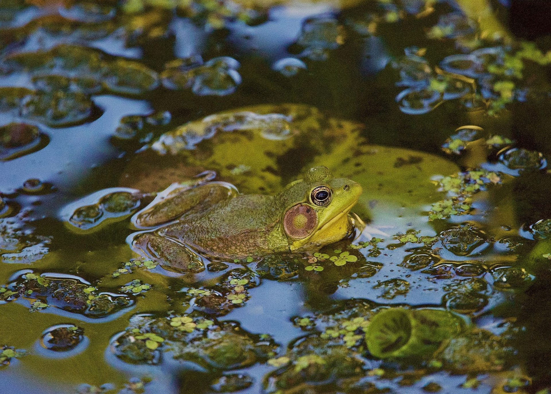 Ella Grey, Shaker Heights High School, Grade 12, Northern Green Frog in a Marsh, Photography, Educator: Karen Mehling-Howson, Honorable Mention