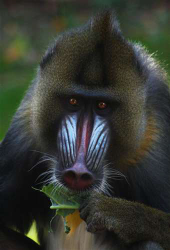 Jane Koci, Notre Dame Cathedral Latin School, Grade 12, Monkey Business, Photography, Educator: George Yaniga, Silver Key