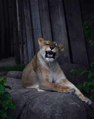Nina DePasquale, Orange High School, Grade 12, Lions Den, Photography, Educator: George Yaniga, Honorable Mention