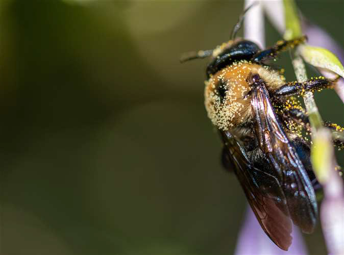 Jose Figueroa, St Ignatius High School, Grade 12, Figueroa_Bee, Photography, Educator: Jennifer Chronister, Honorable Mention