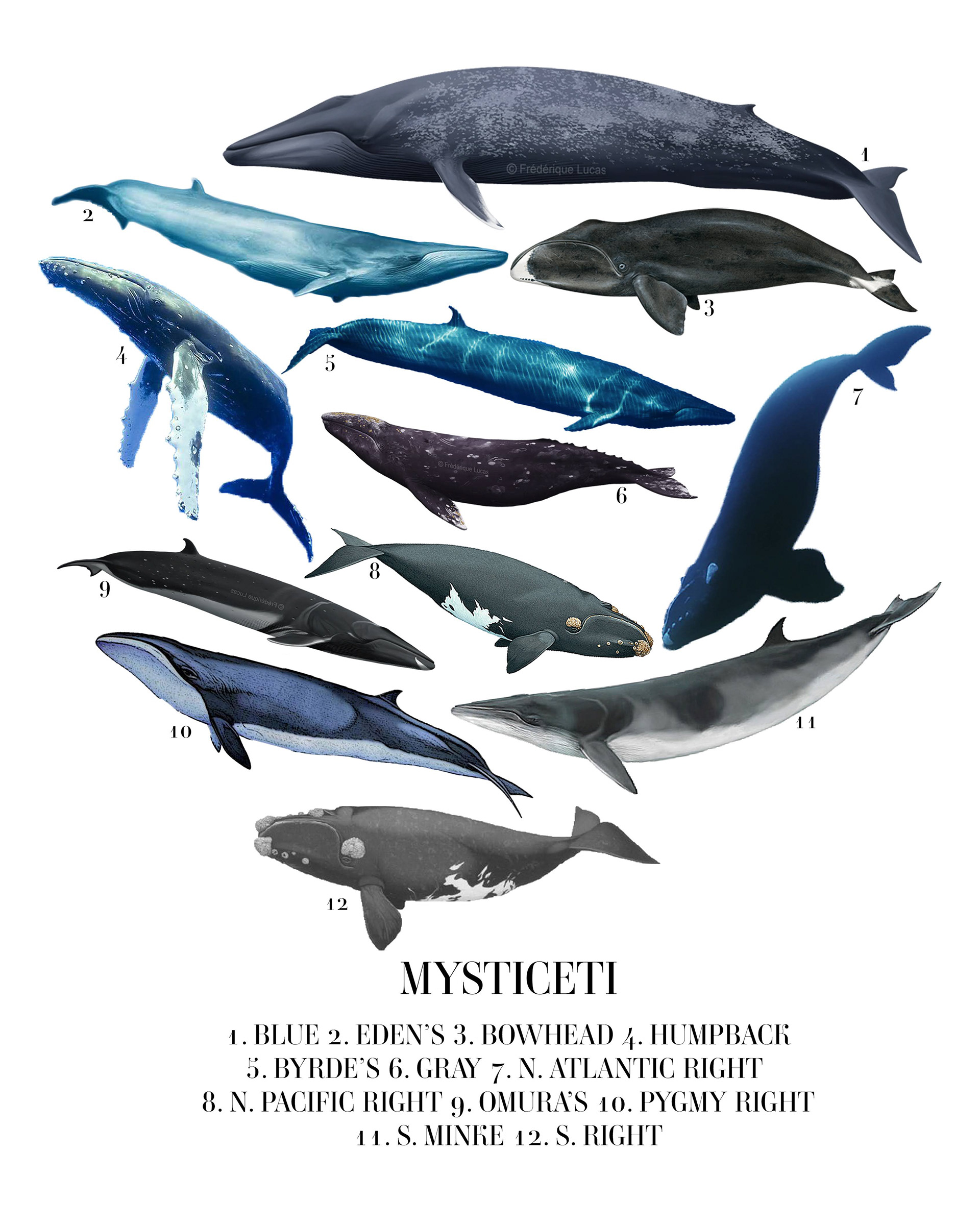 Baleen Whales Blueprint