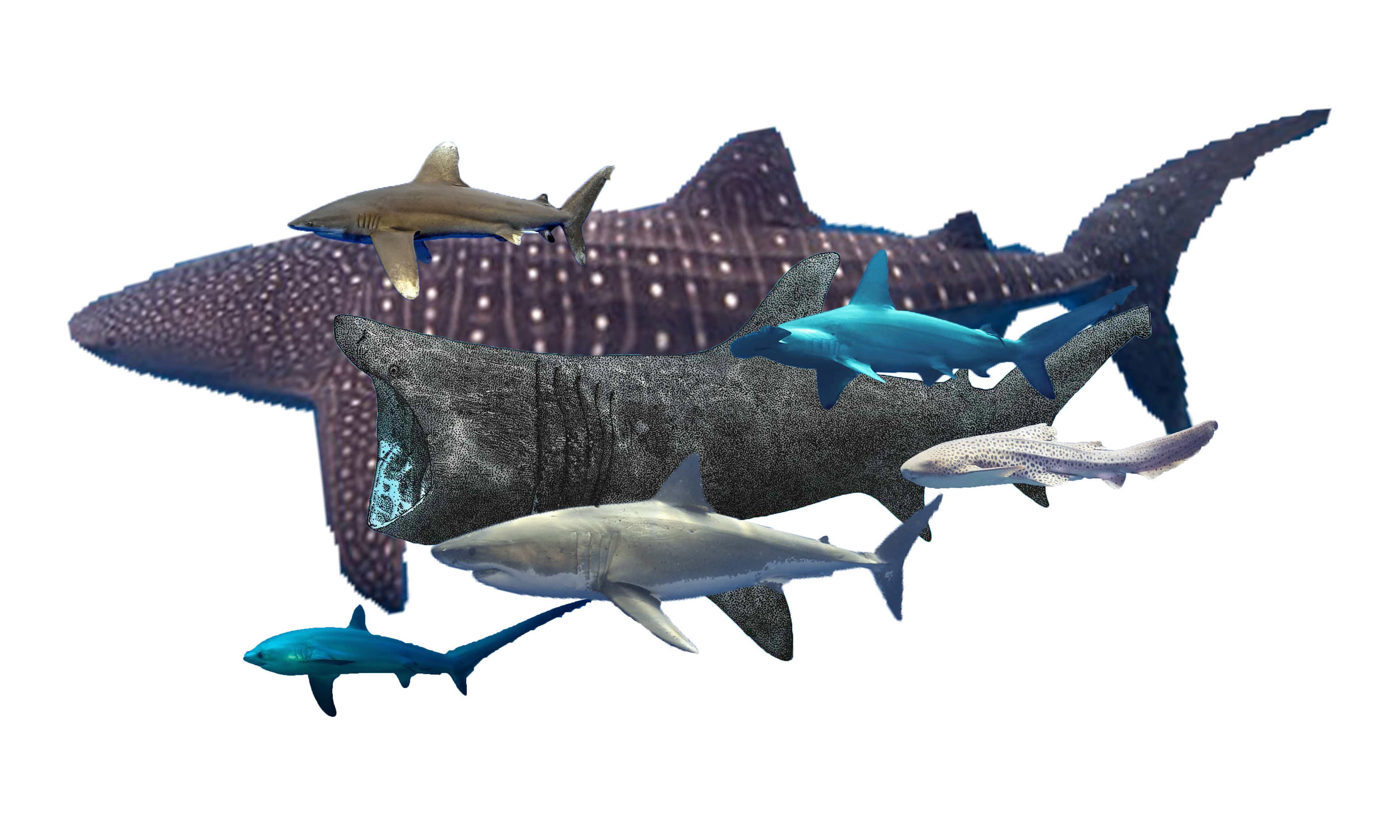 Shark Blueprint