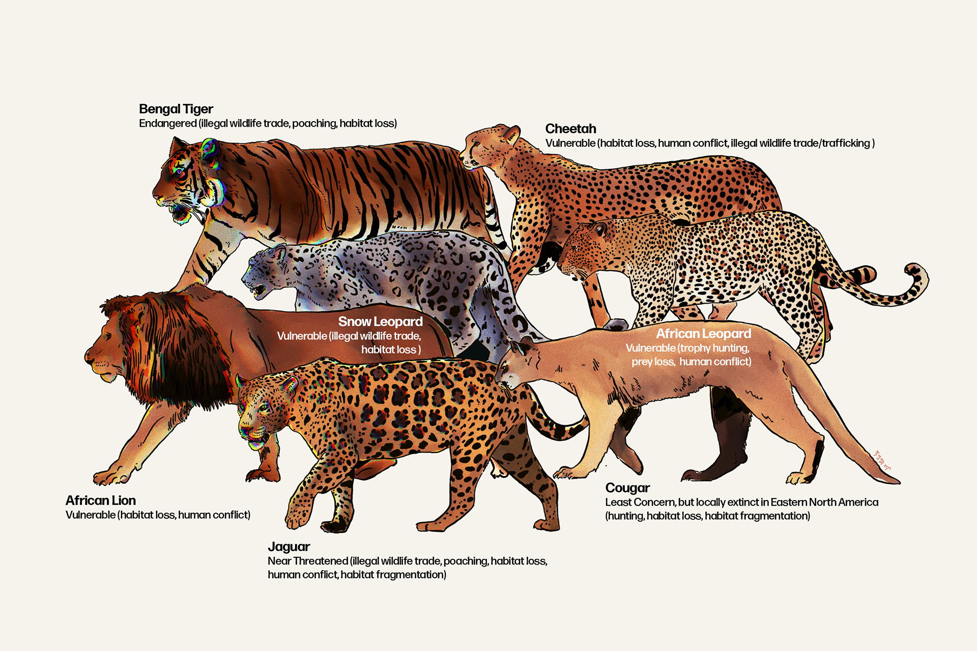 Big Cats