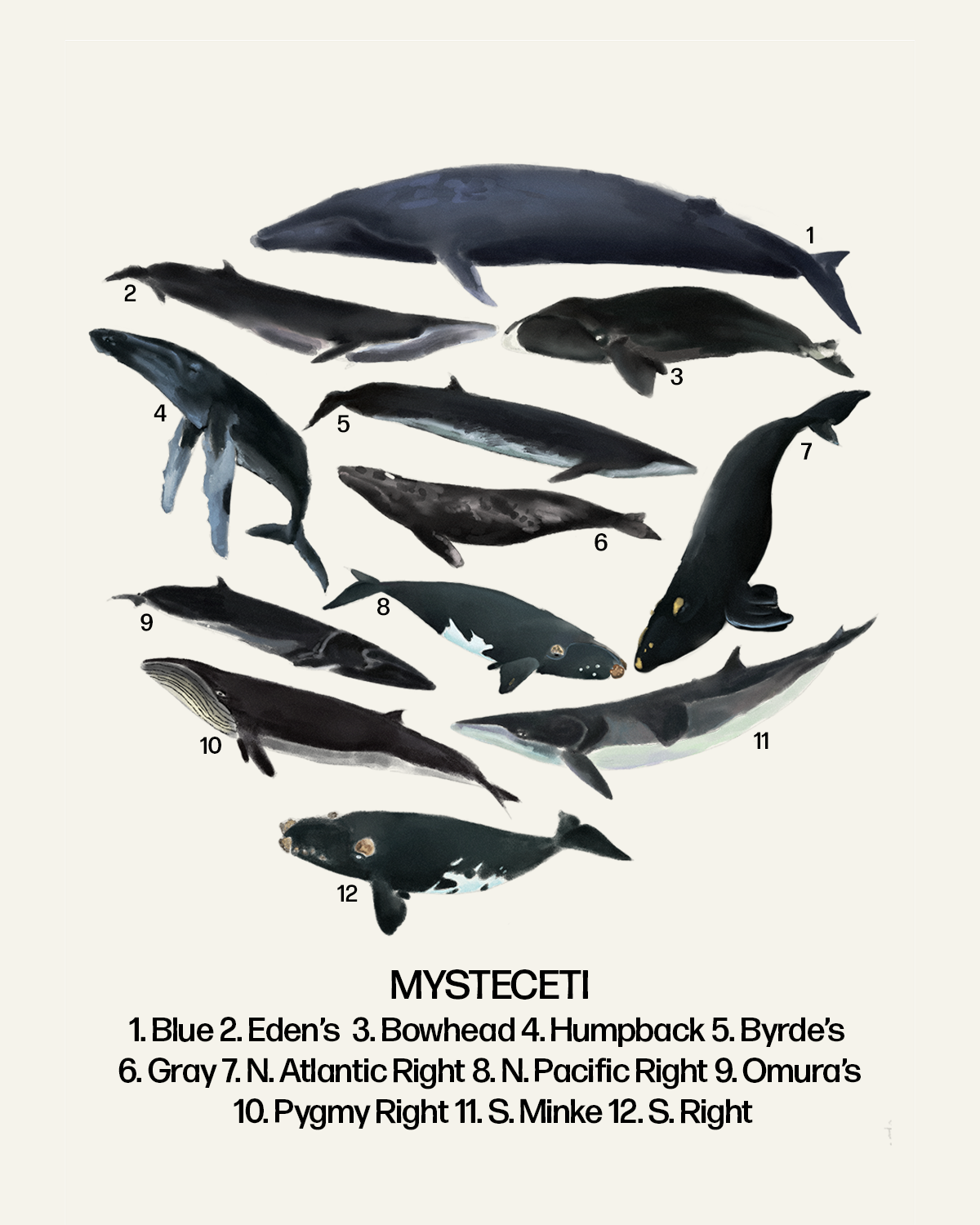 Baleen Whales