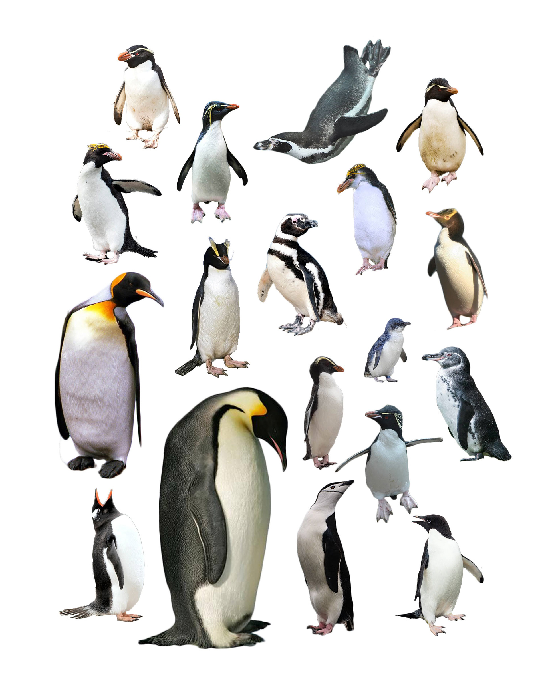 Penguins Blueprint