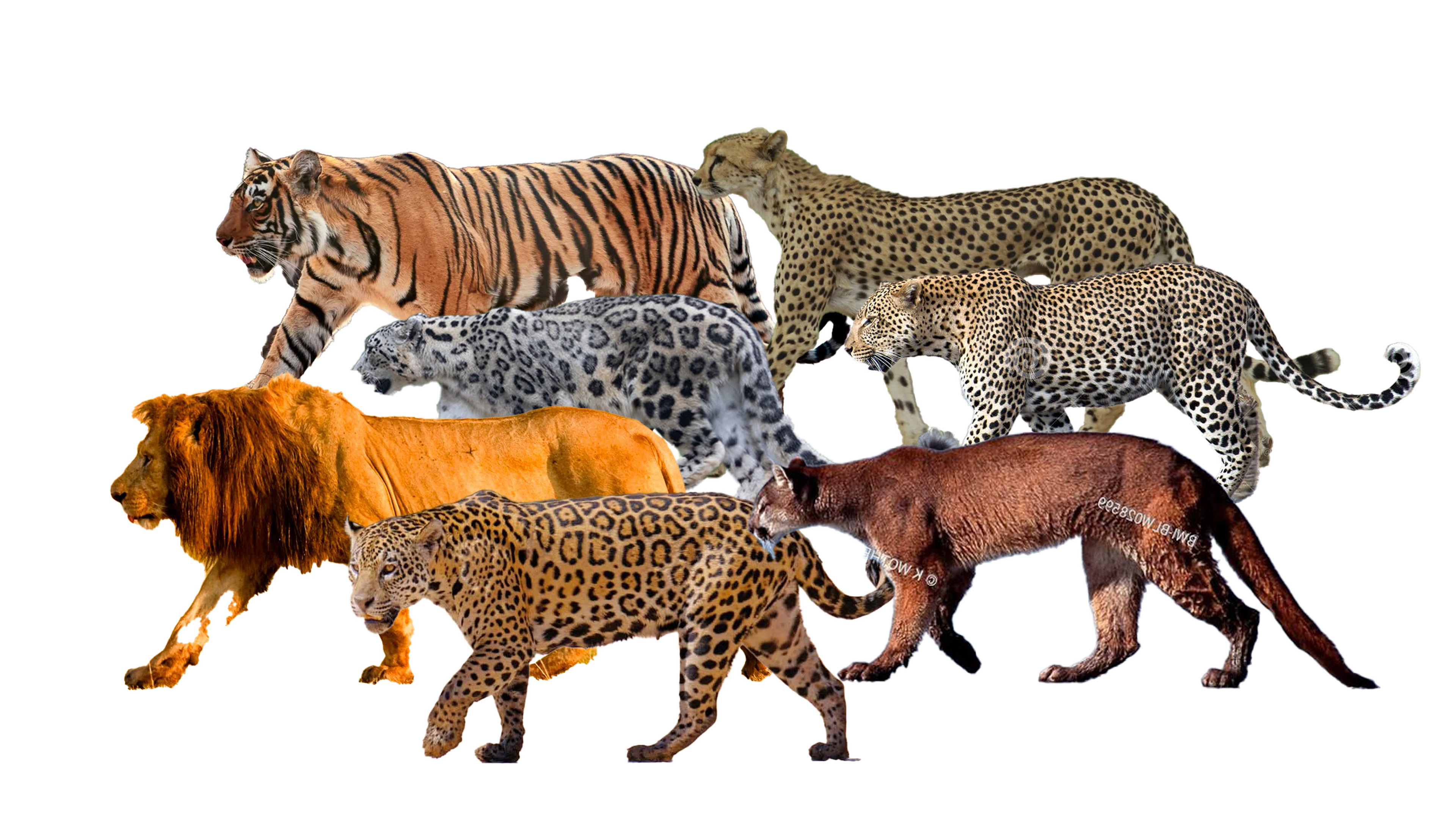 Panthera Blueprint