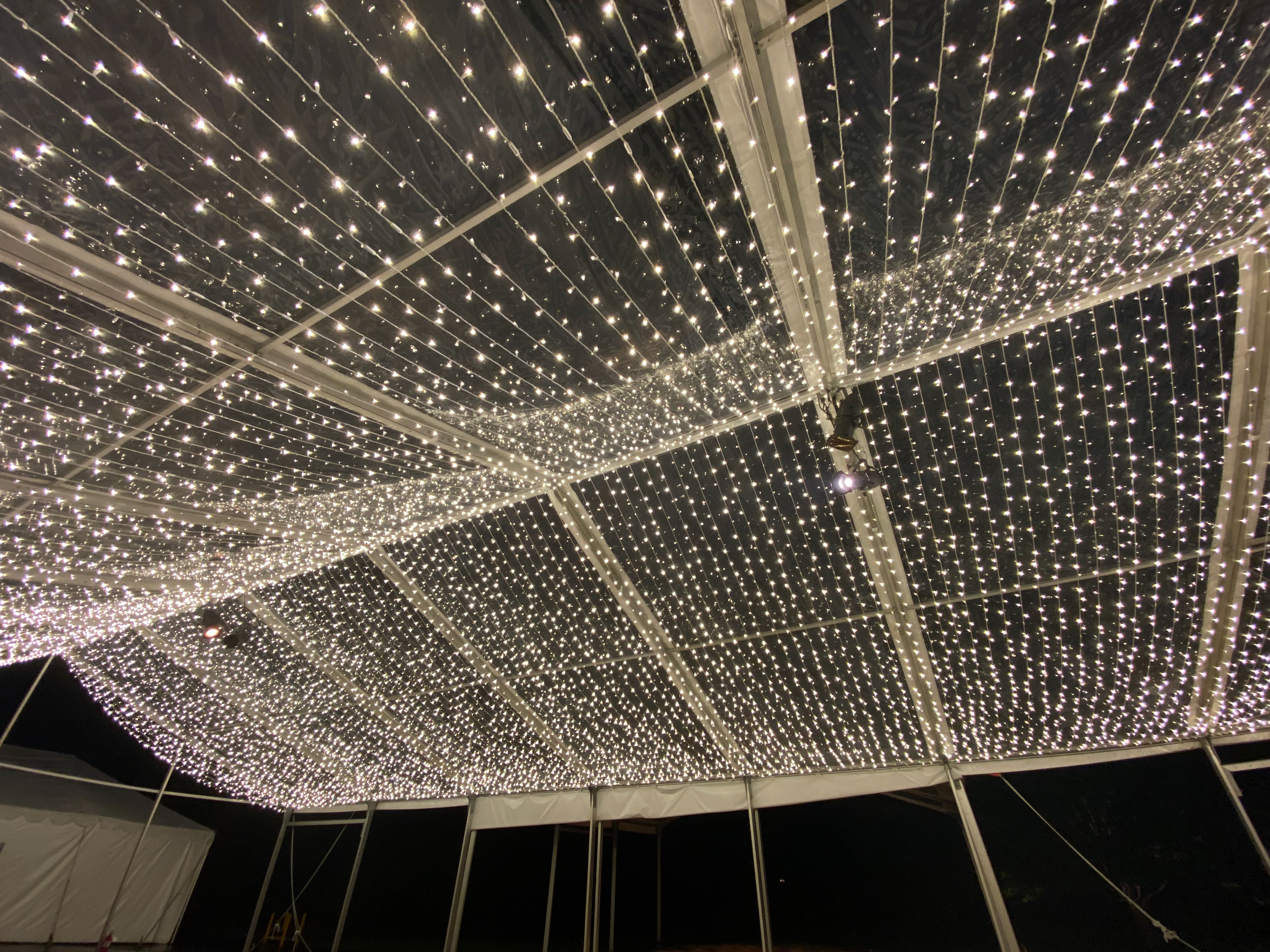 Canopy of Bee Lights