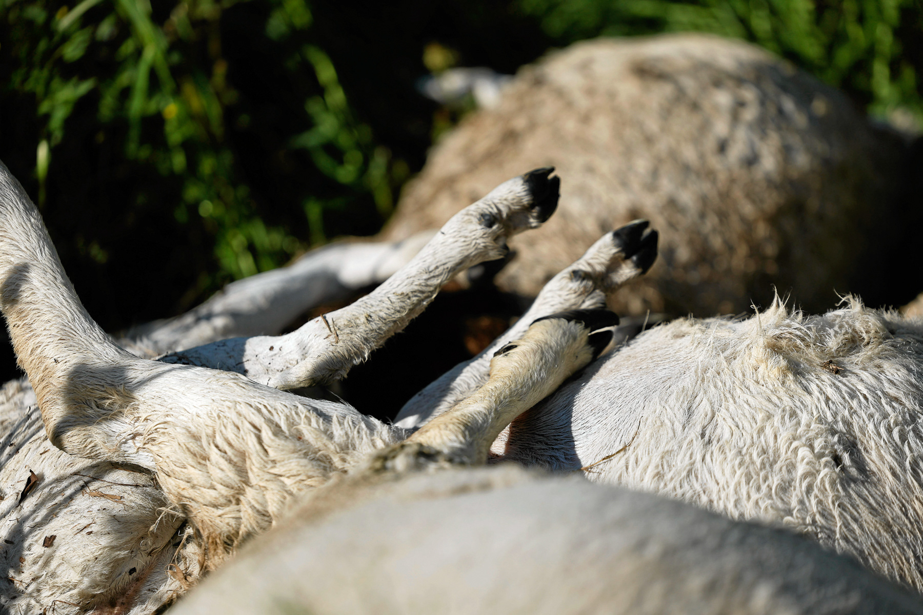 Sudet tappoivat kymmenen lammasta, 11.6.2024 Viitasaari - Keskisuomalainen