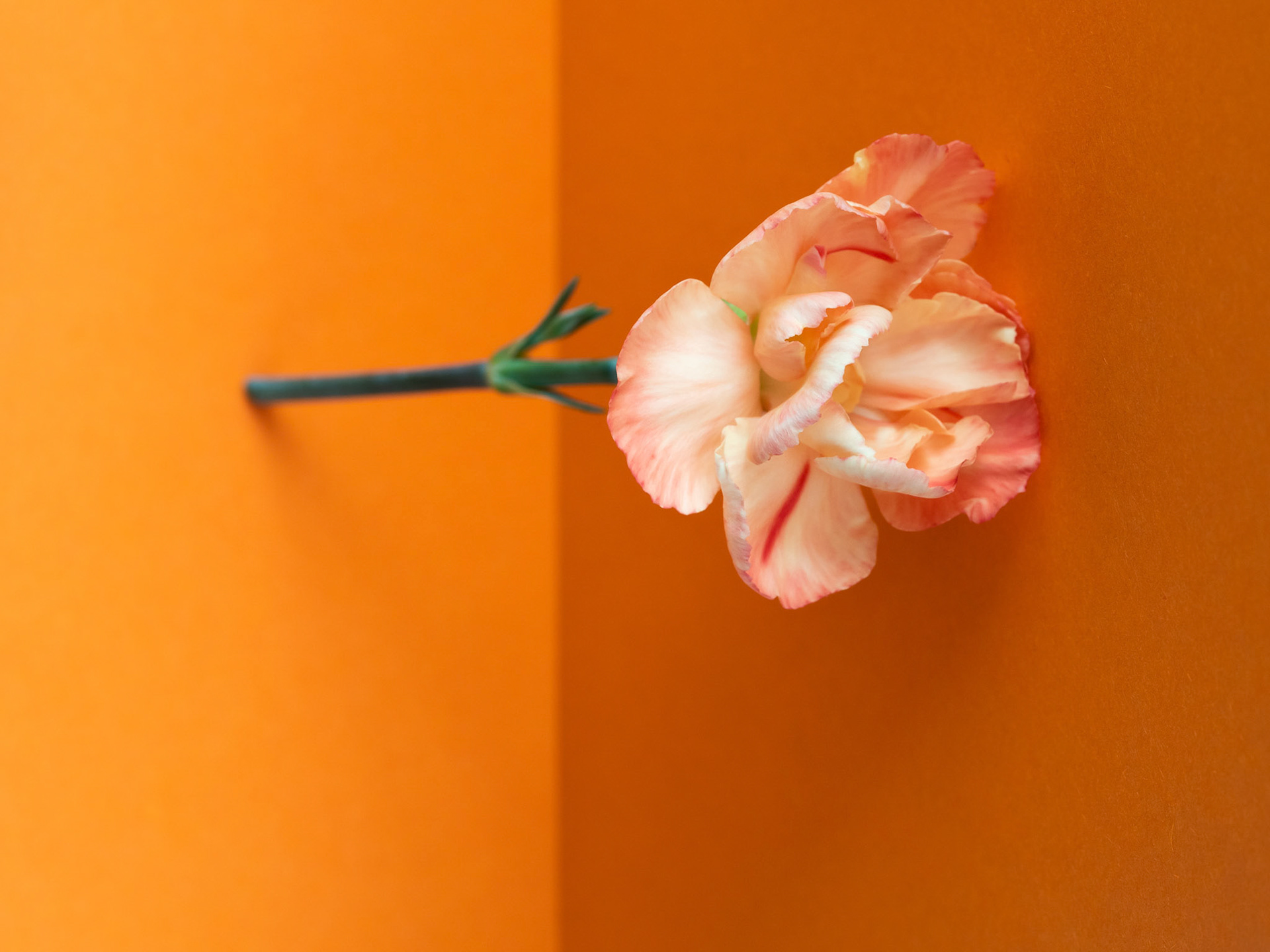 Tuote- ja yrityskuvaus, Valokuvaaja Iina Kautto, Jyväskylä