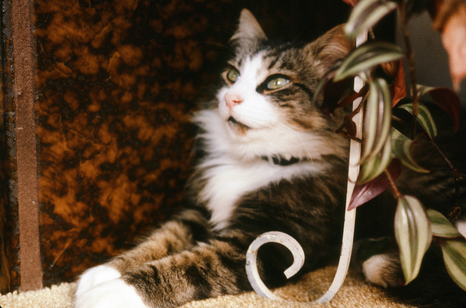 Bill's cat Sadie