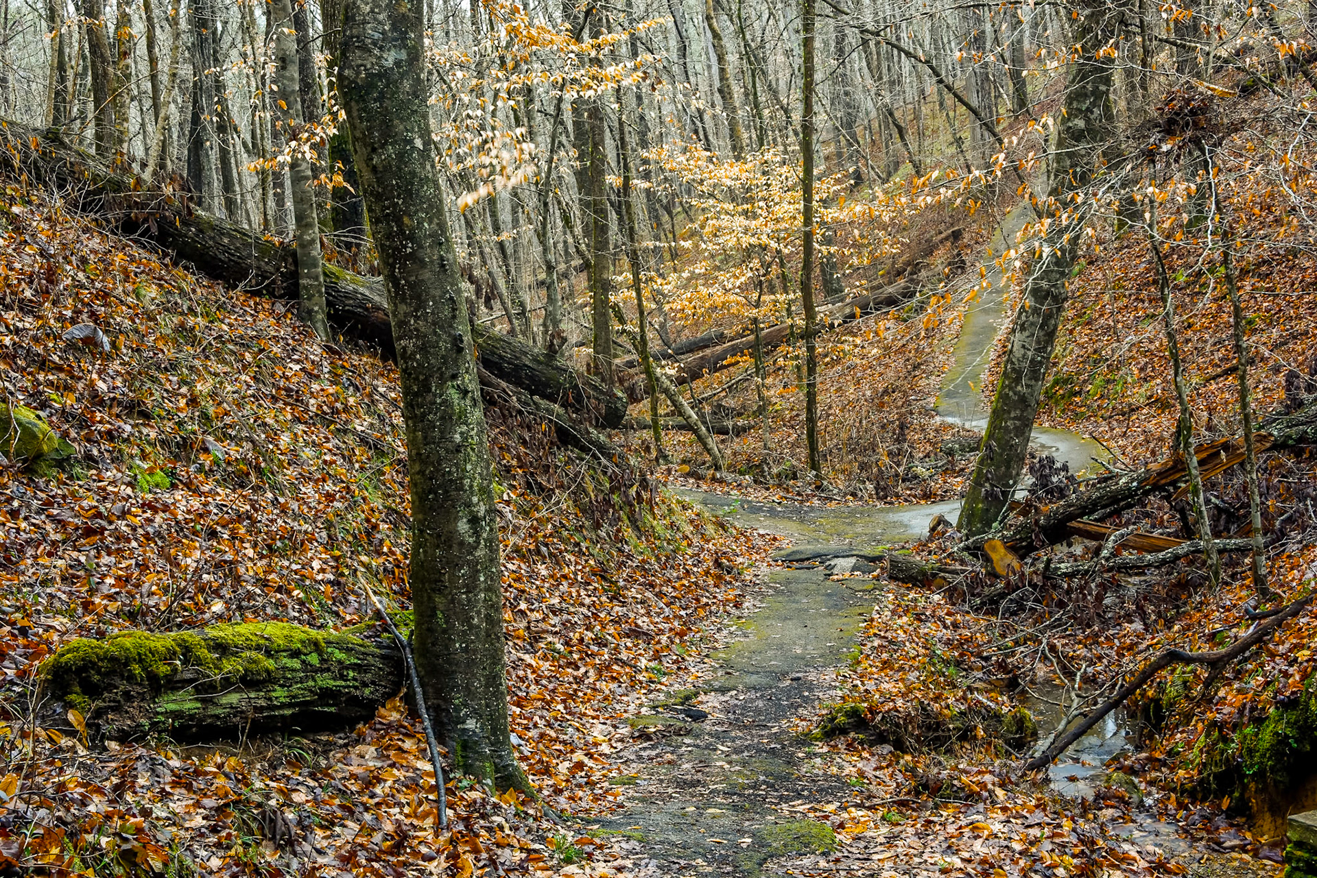 Natural Bridge, Bankhead Forest