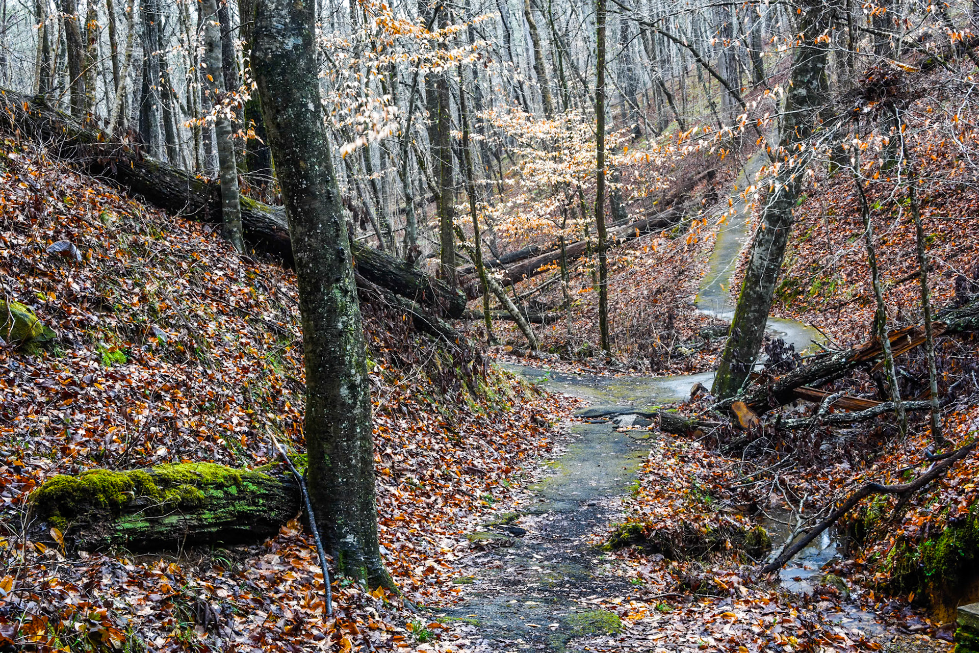 Natural Bridge, Bankhead Forest