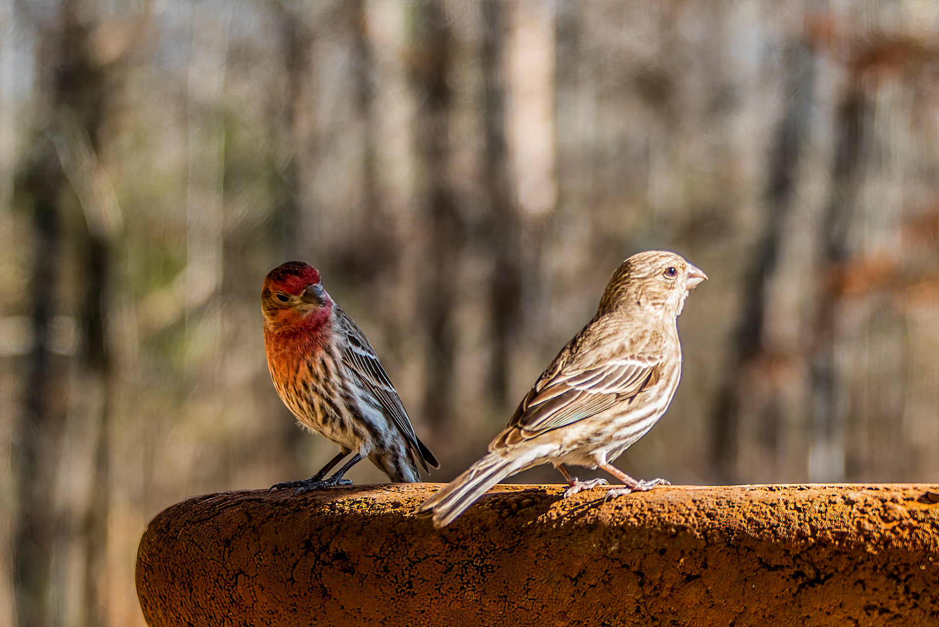 Finches On The Patio