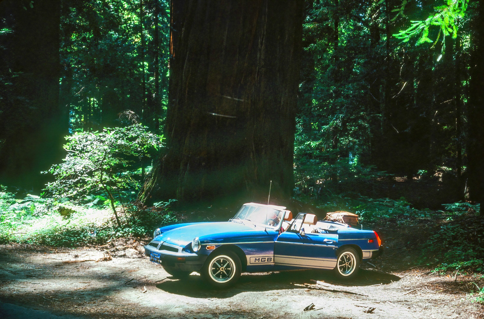 The MGB in the redwoods