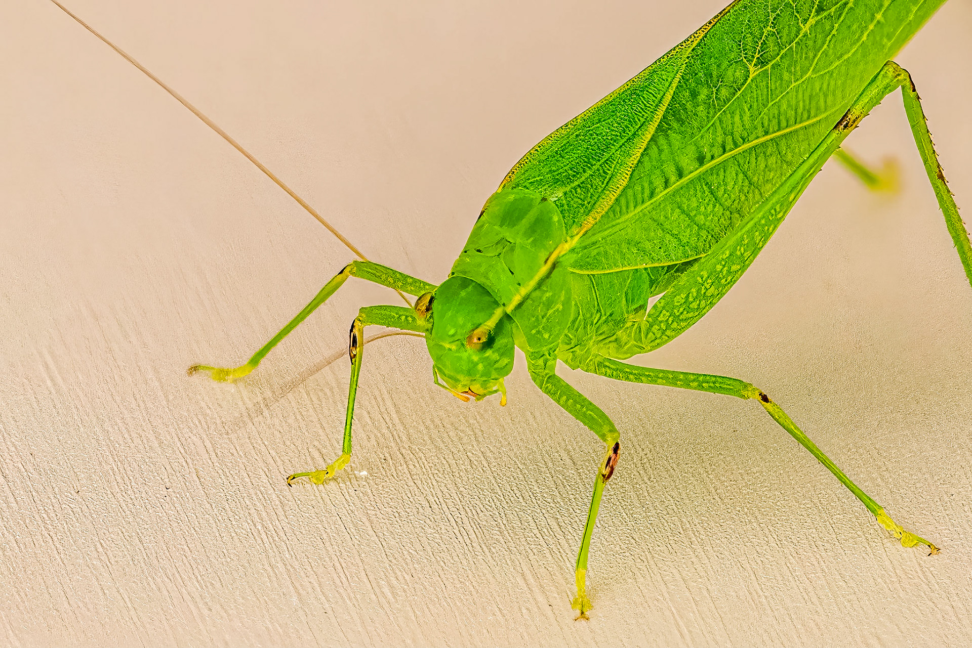 Katydid