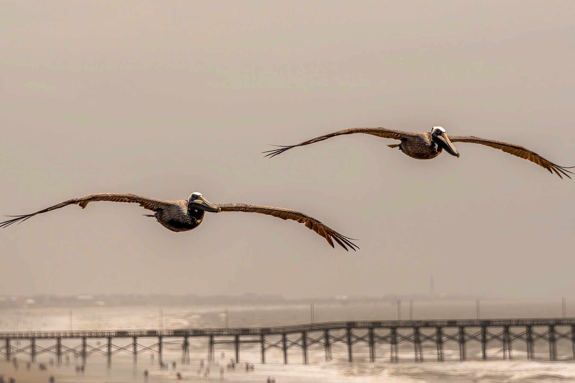 Pelicans - Oak Island NC