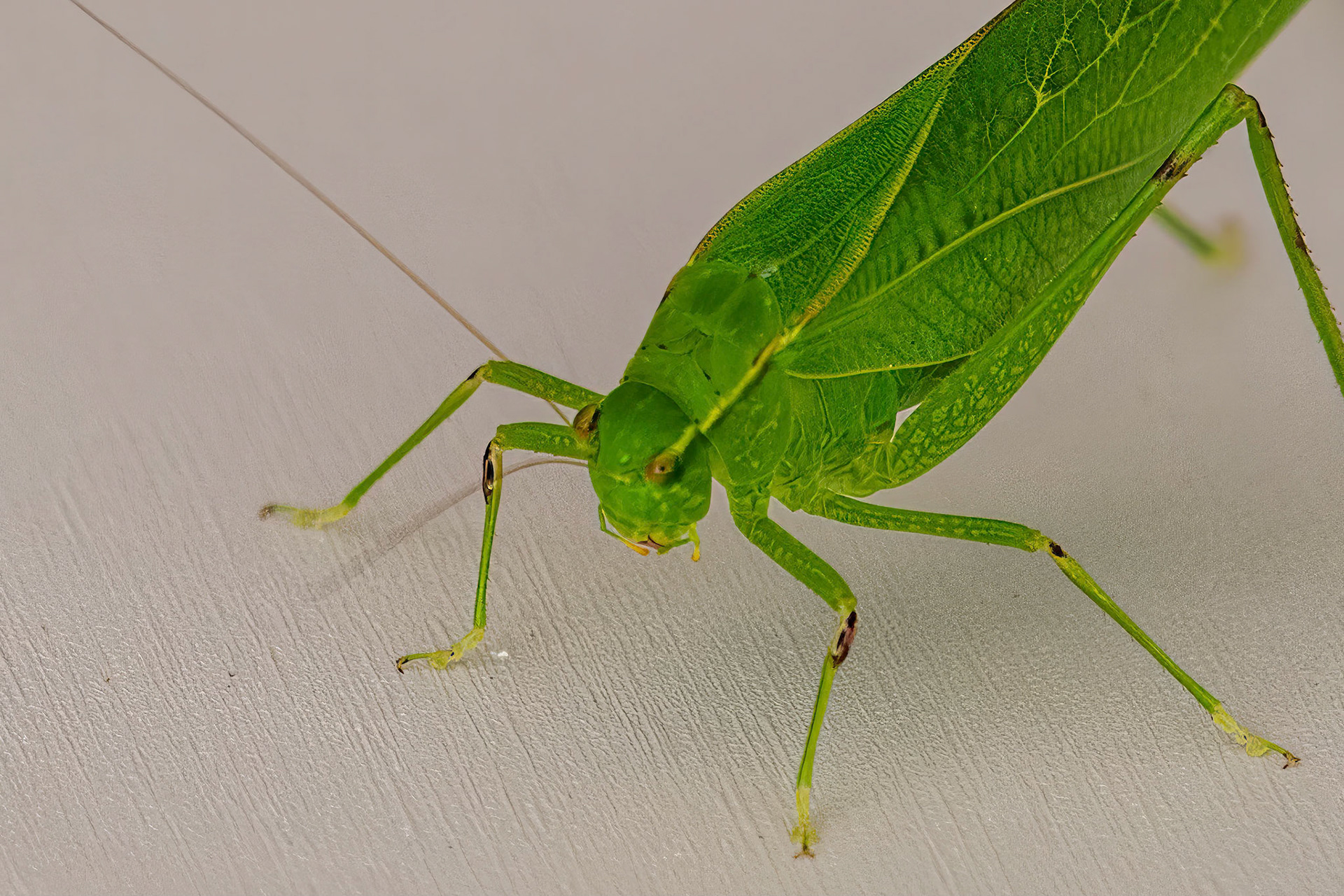 Katydid