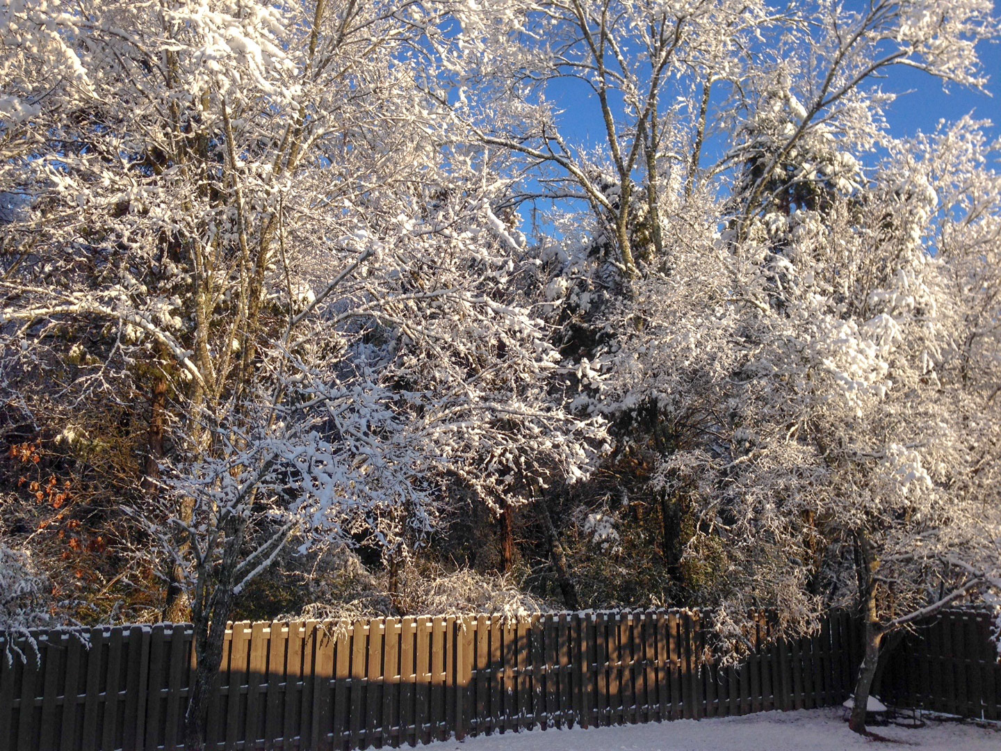 Ice trees at Lindsey's house in Huntsville