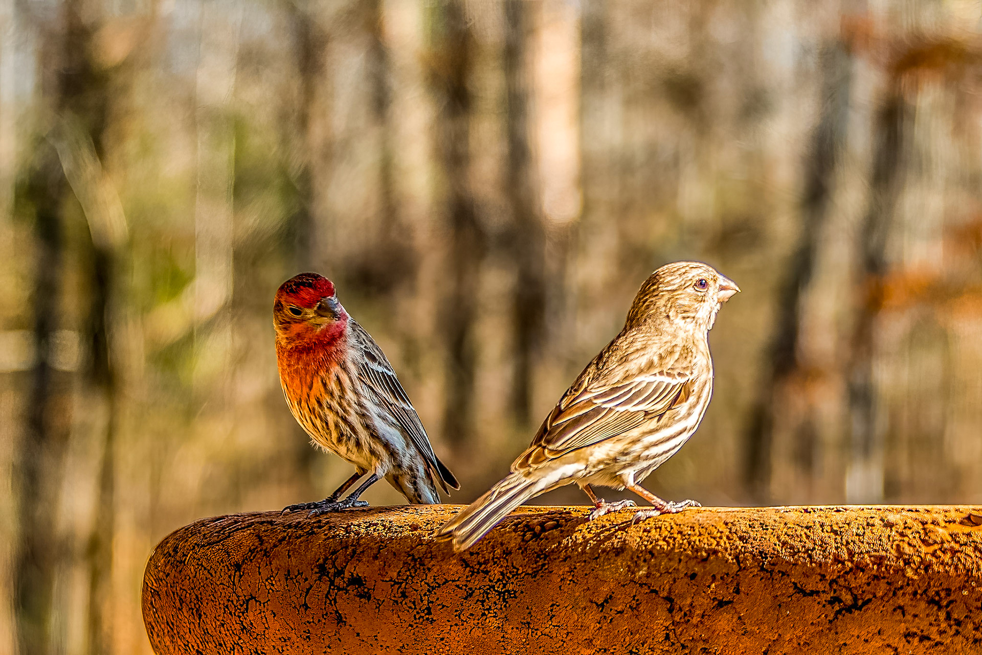 Finches On The Patio