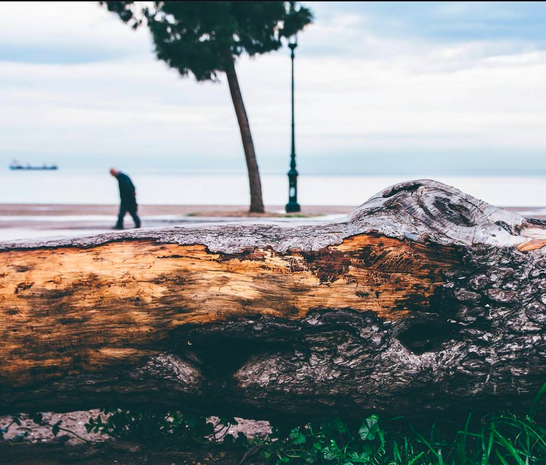 A close-up shot of a tree trunk with the blurred background of a man walking near the oceanfront, combining natural textures with motion.