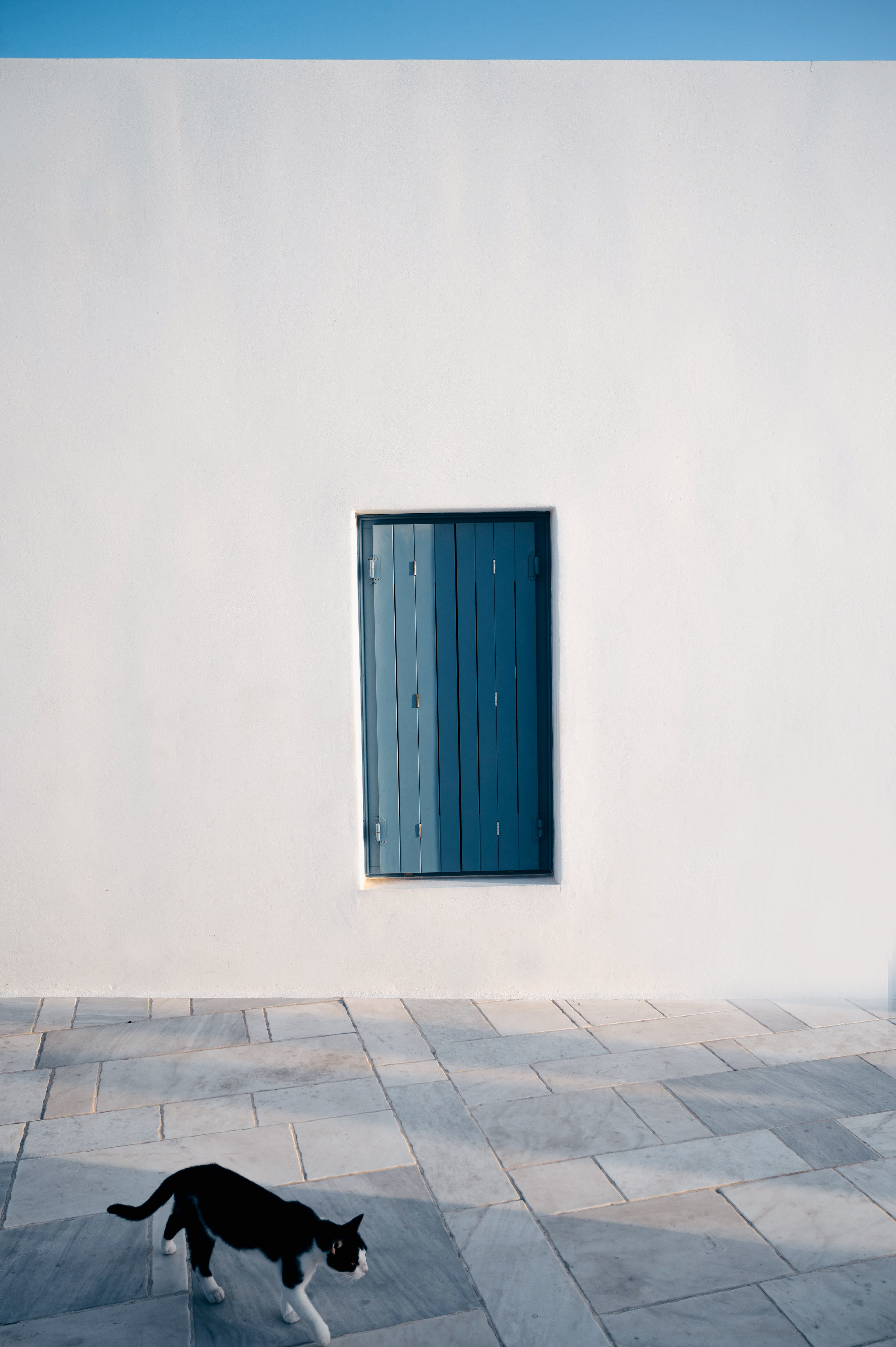 A black-and-white cat walking in front of a vibrant blue wooden door set in a minimalist white wall, complemented by soft shadows and clean lines.