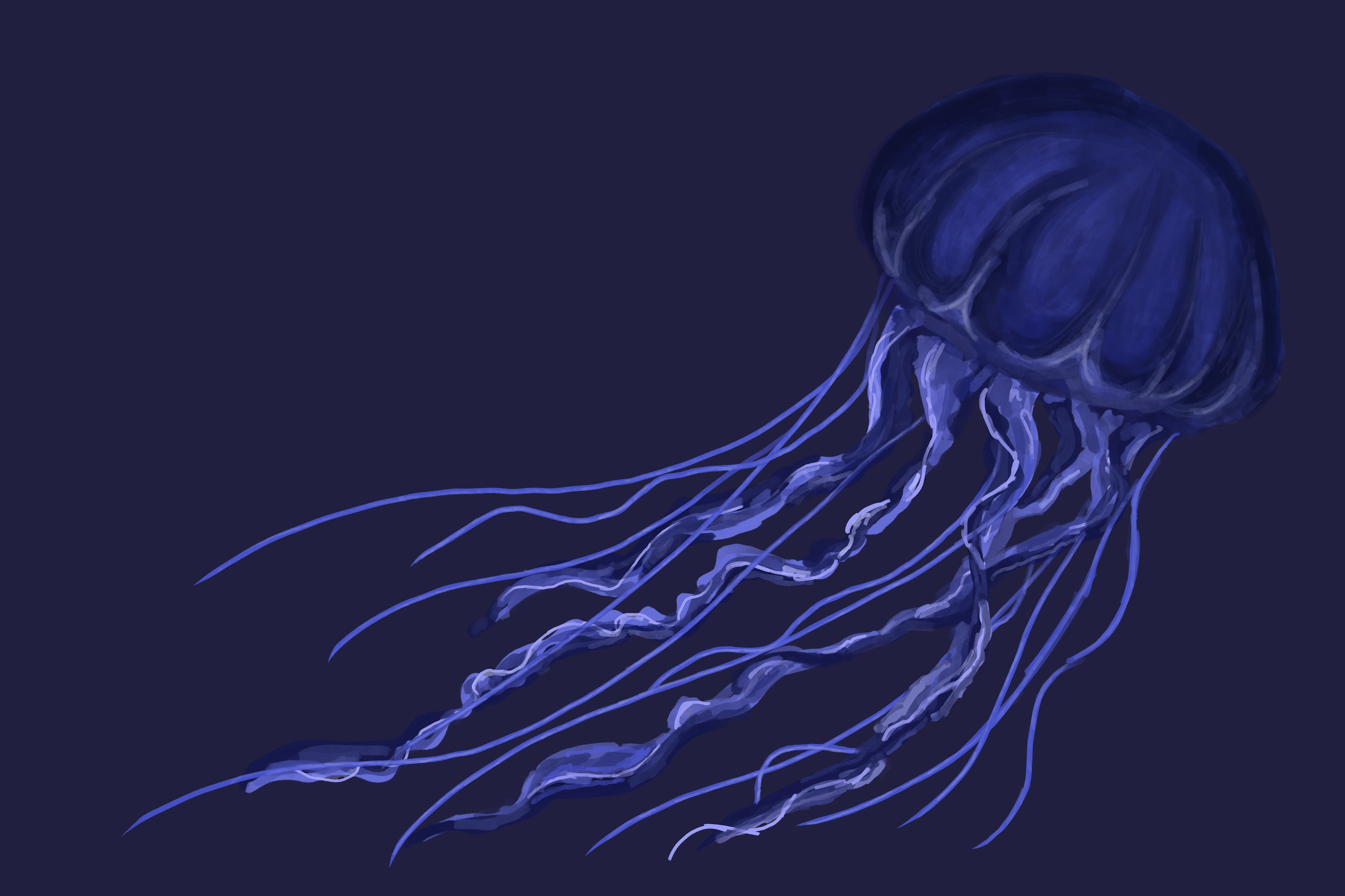 Jellyfish