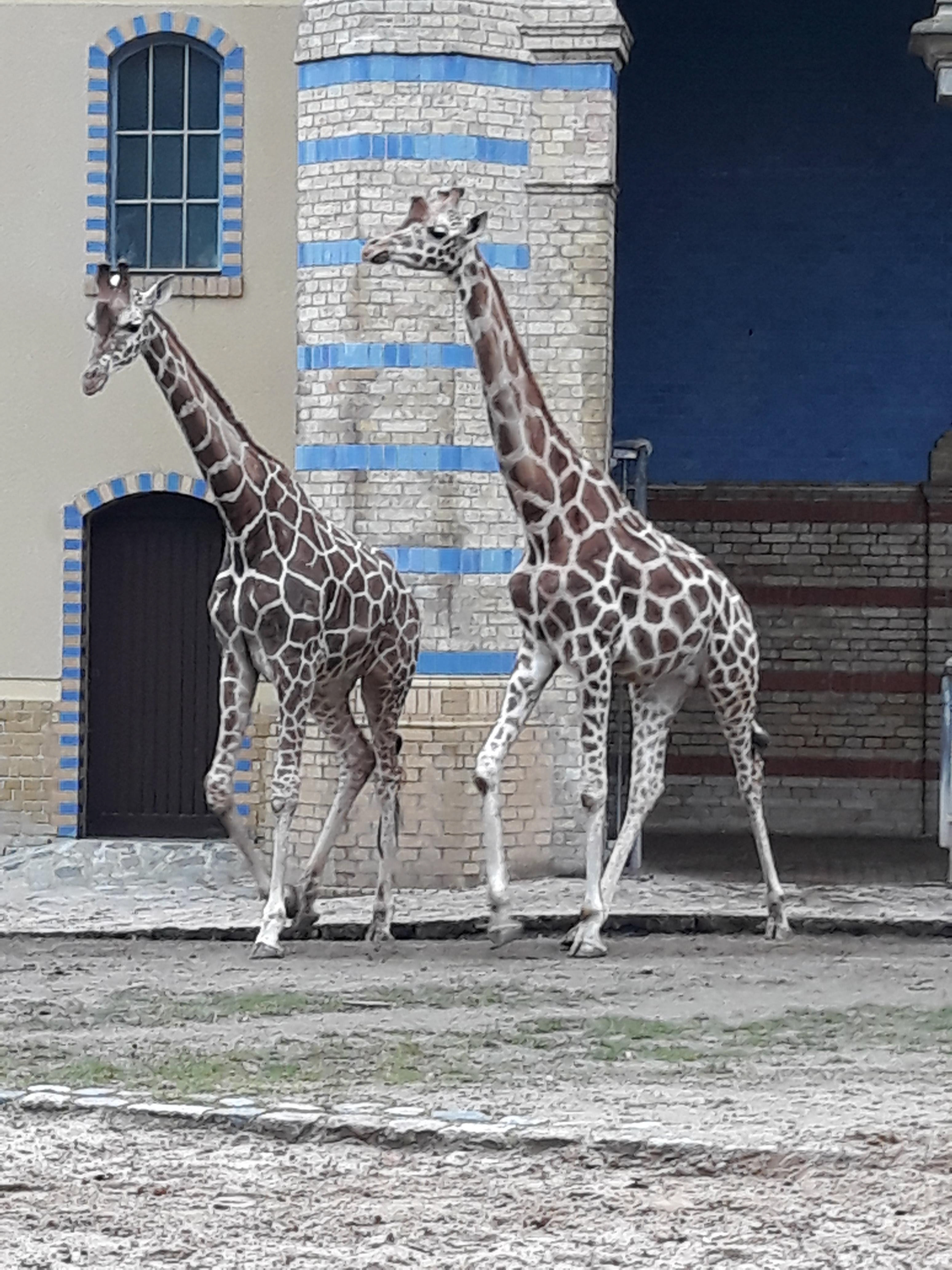 Giraffe Mates