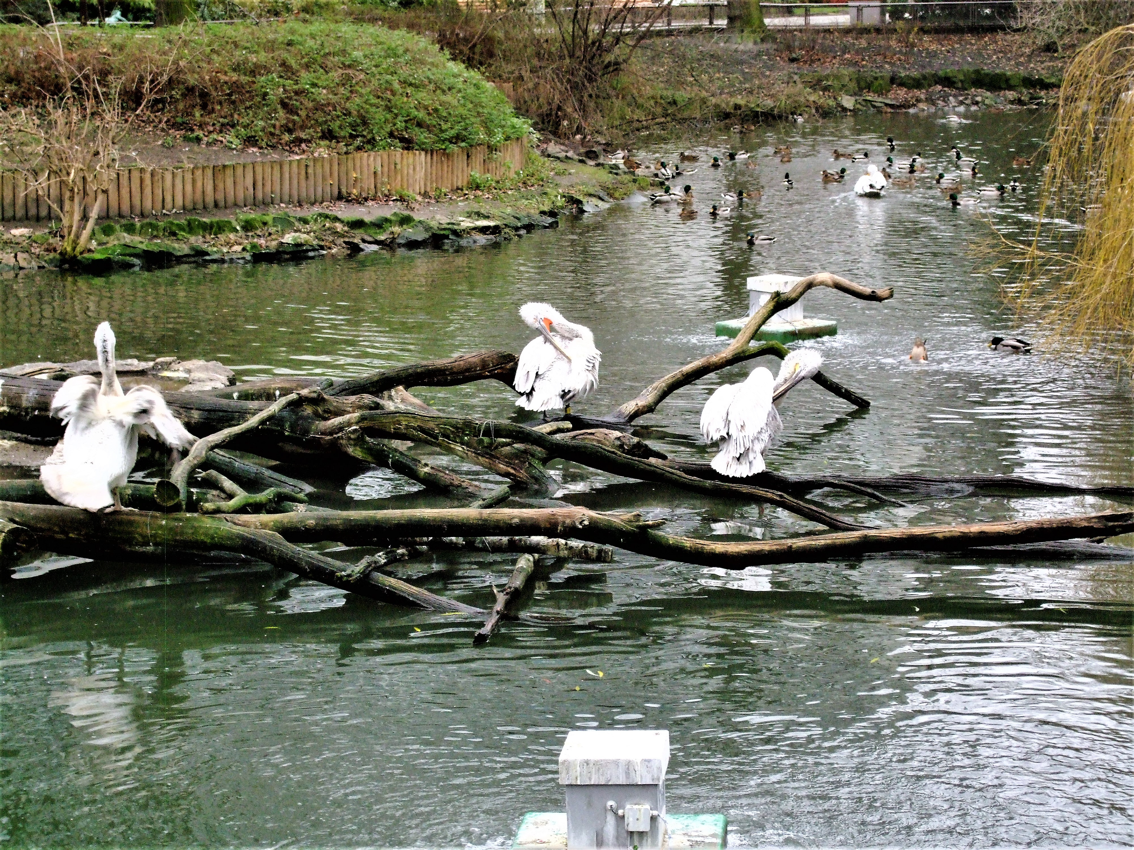 Birds on a log