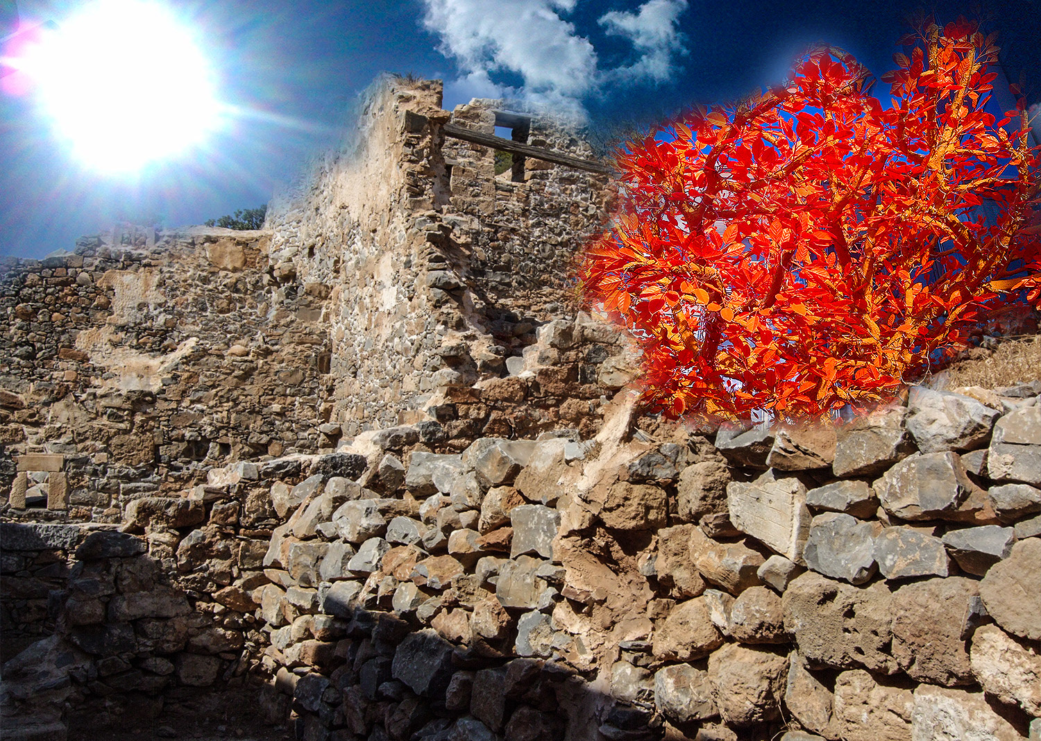Burning Bush