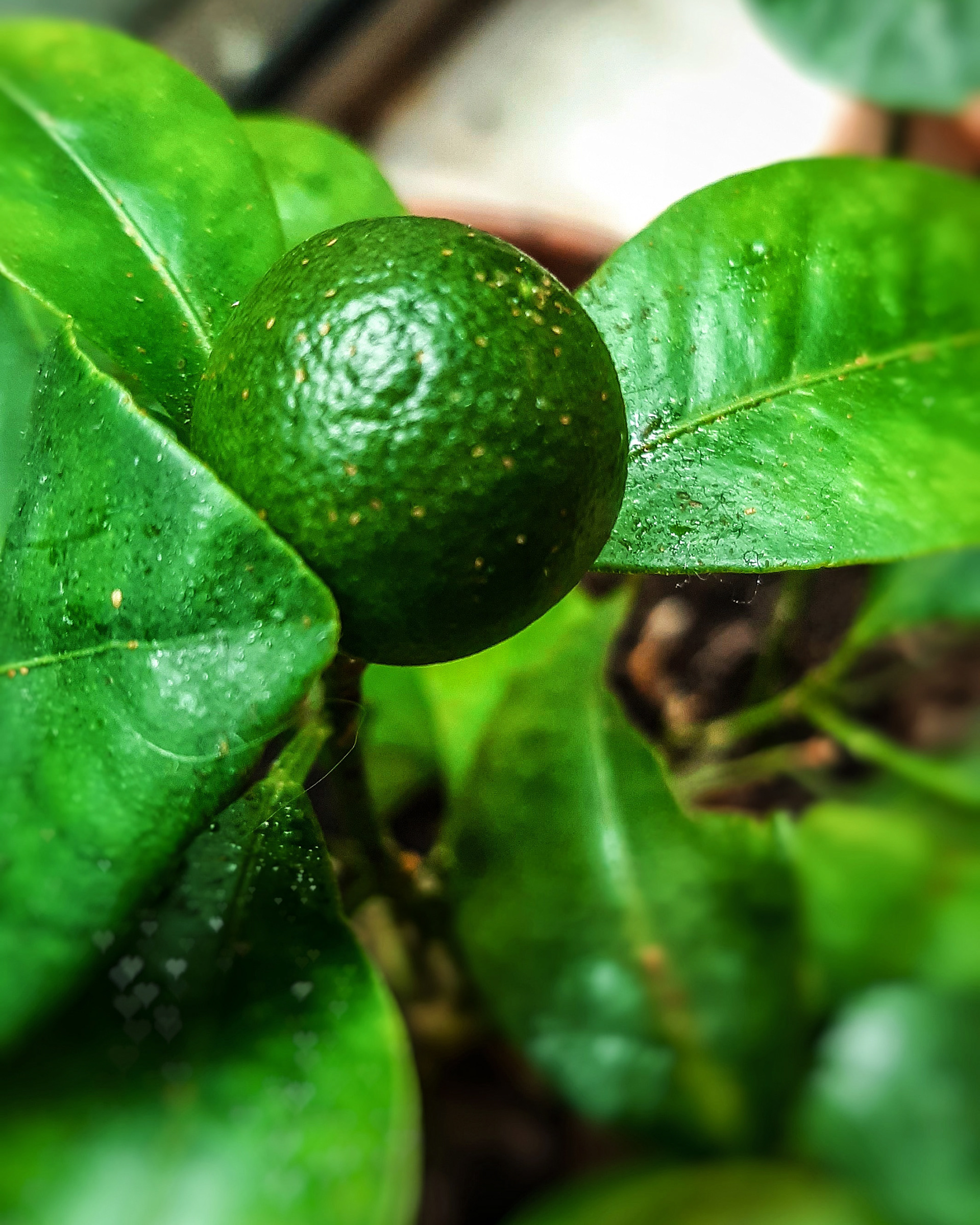 Lemon