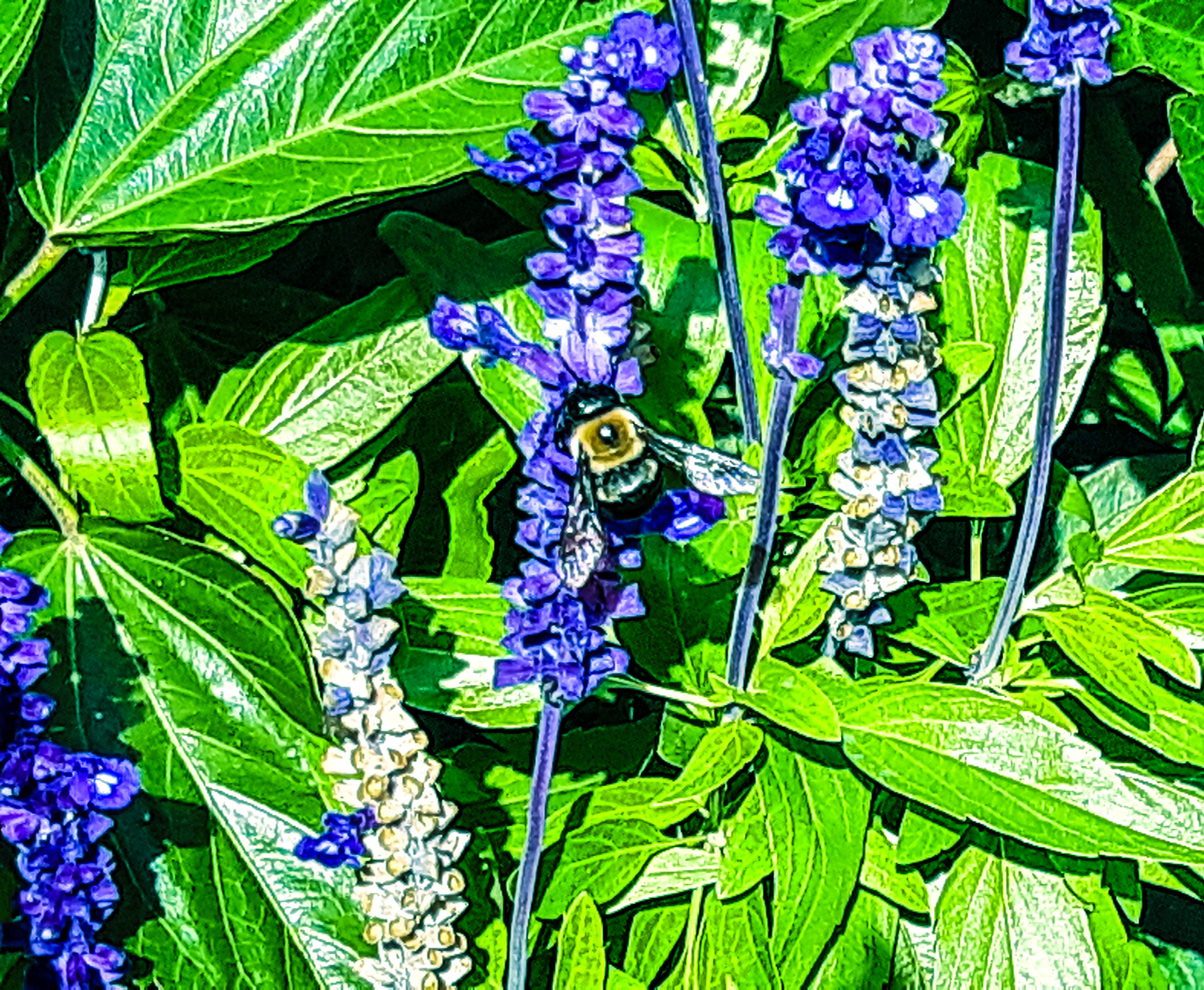 Bee Blue