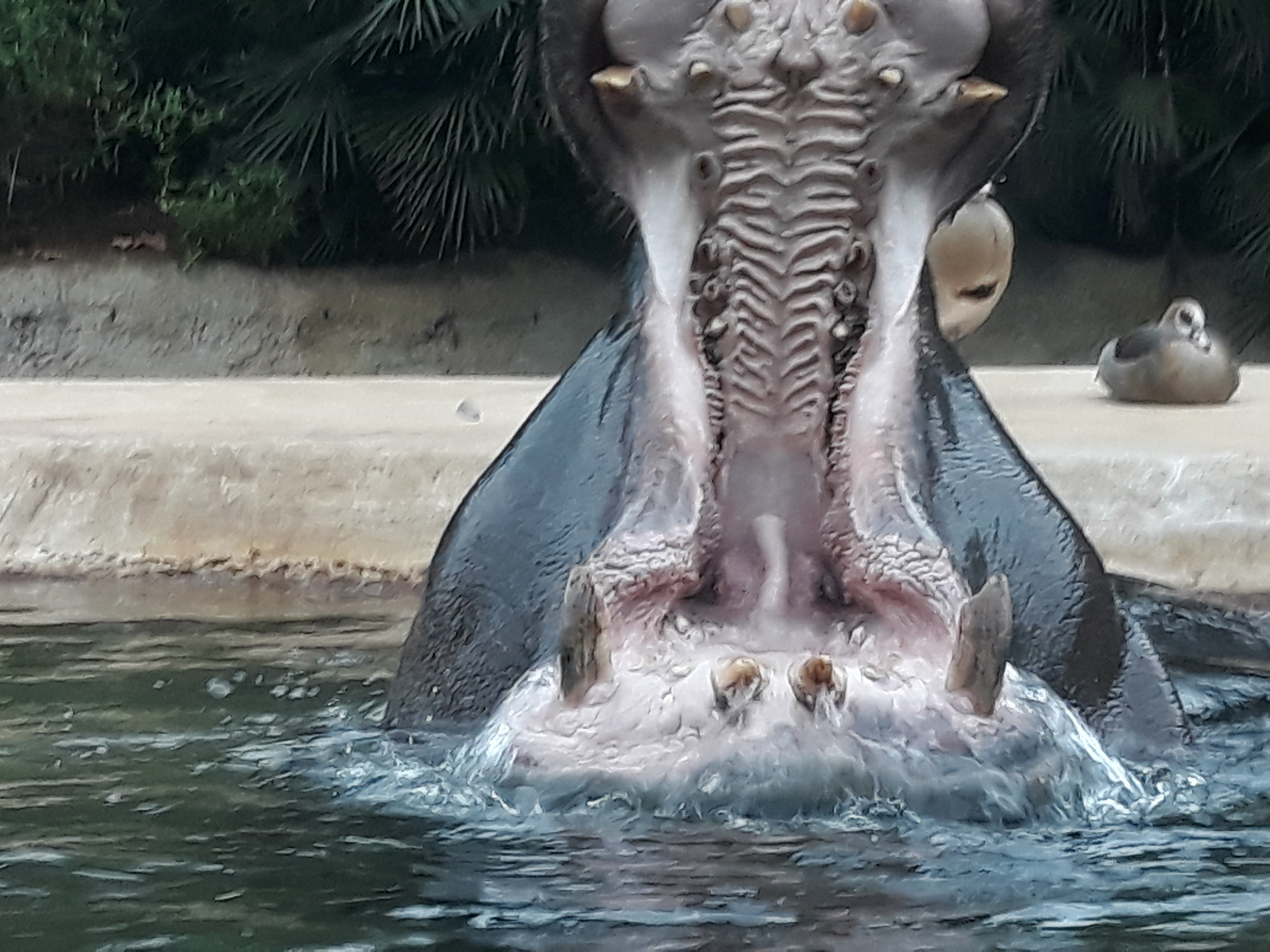 See My Teeth