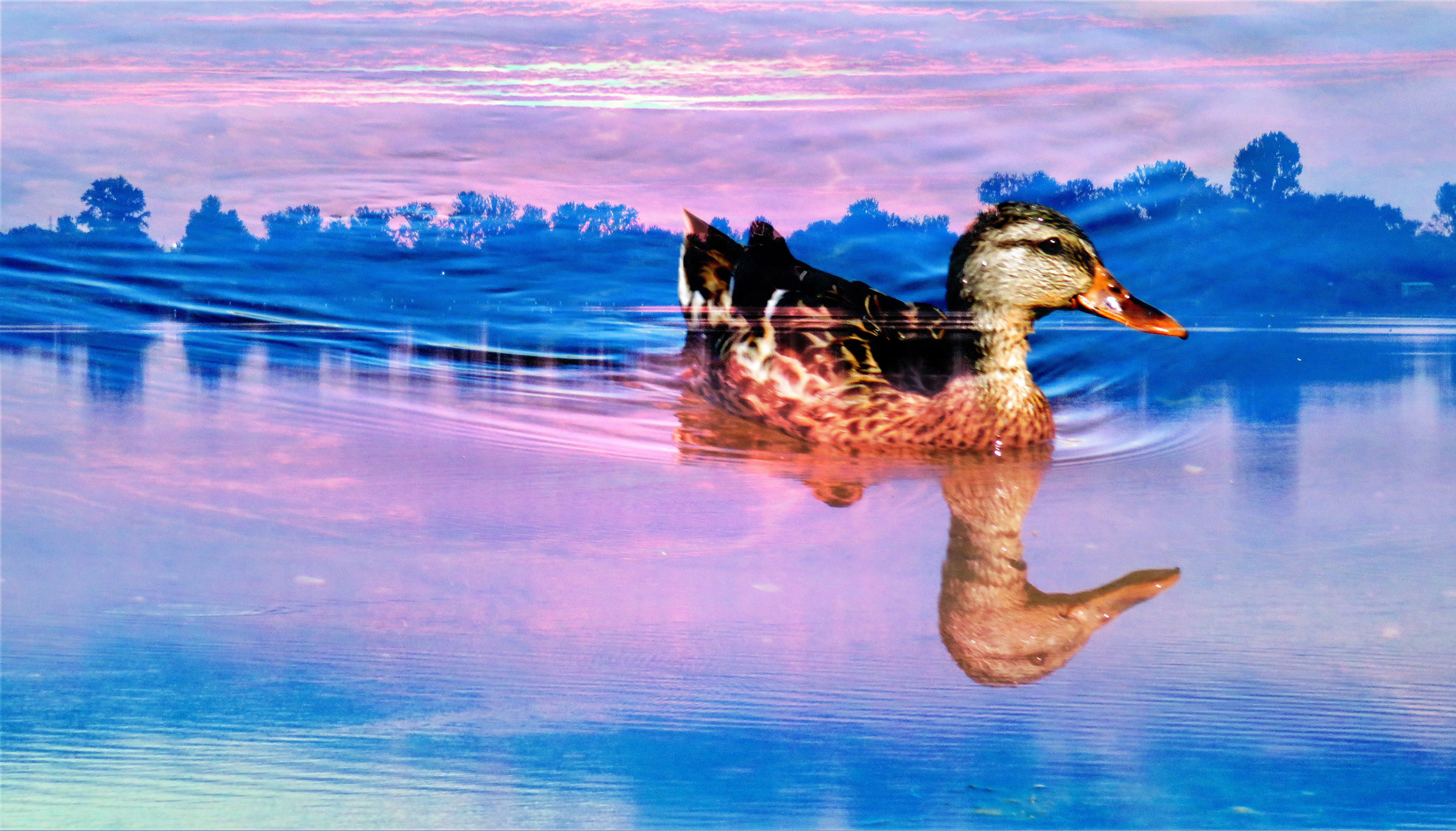 Duck on Lake