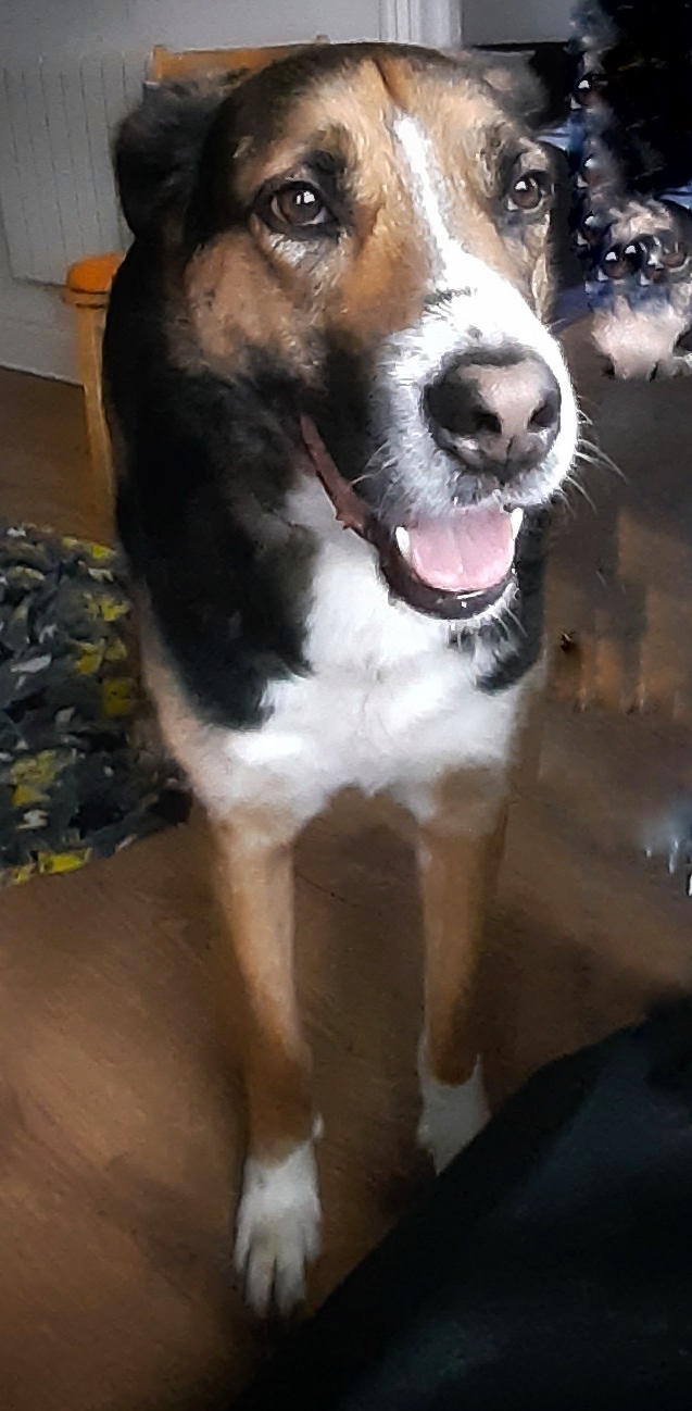 Django