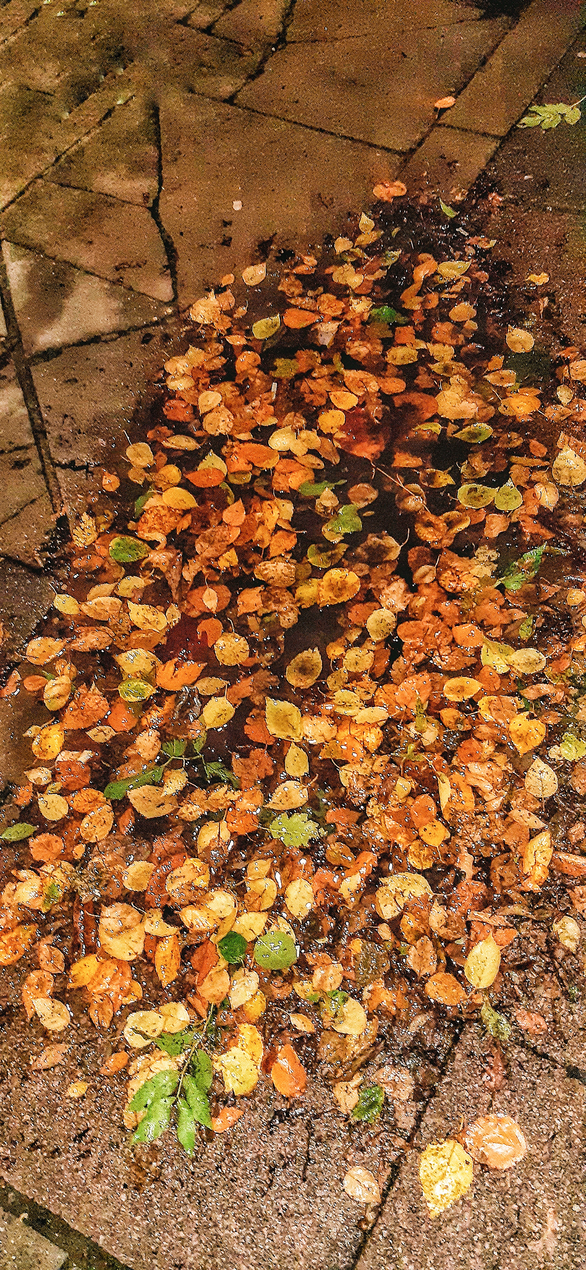 Autumn Leaves