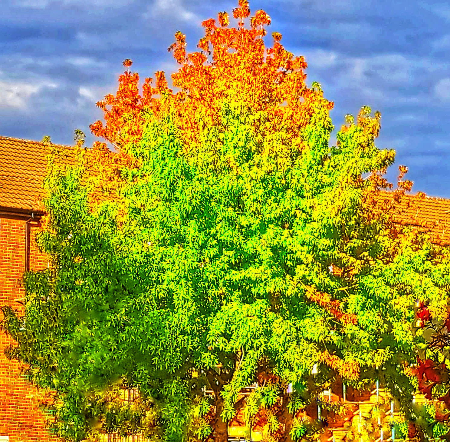 Burning Bush