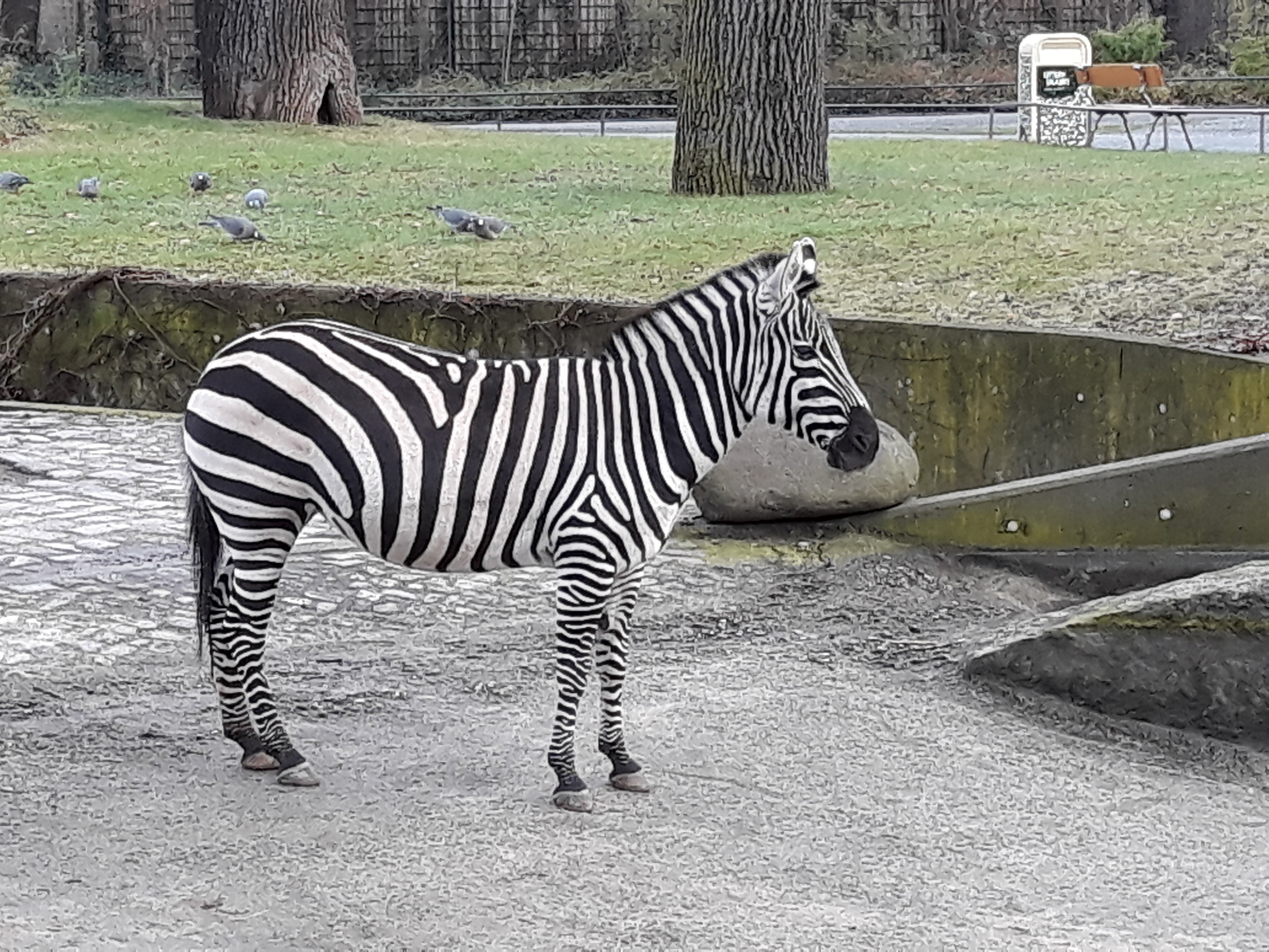 Stripes Galore