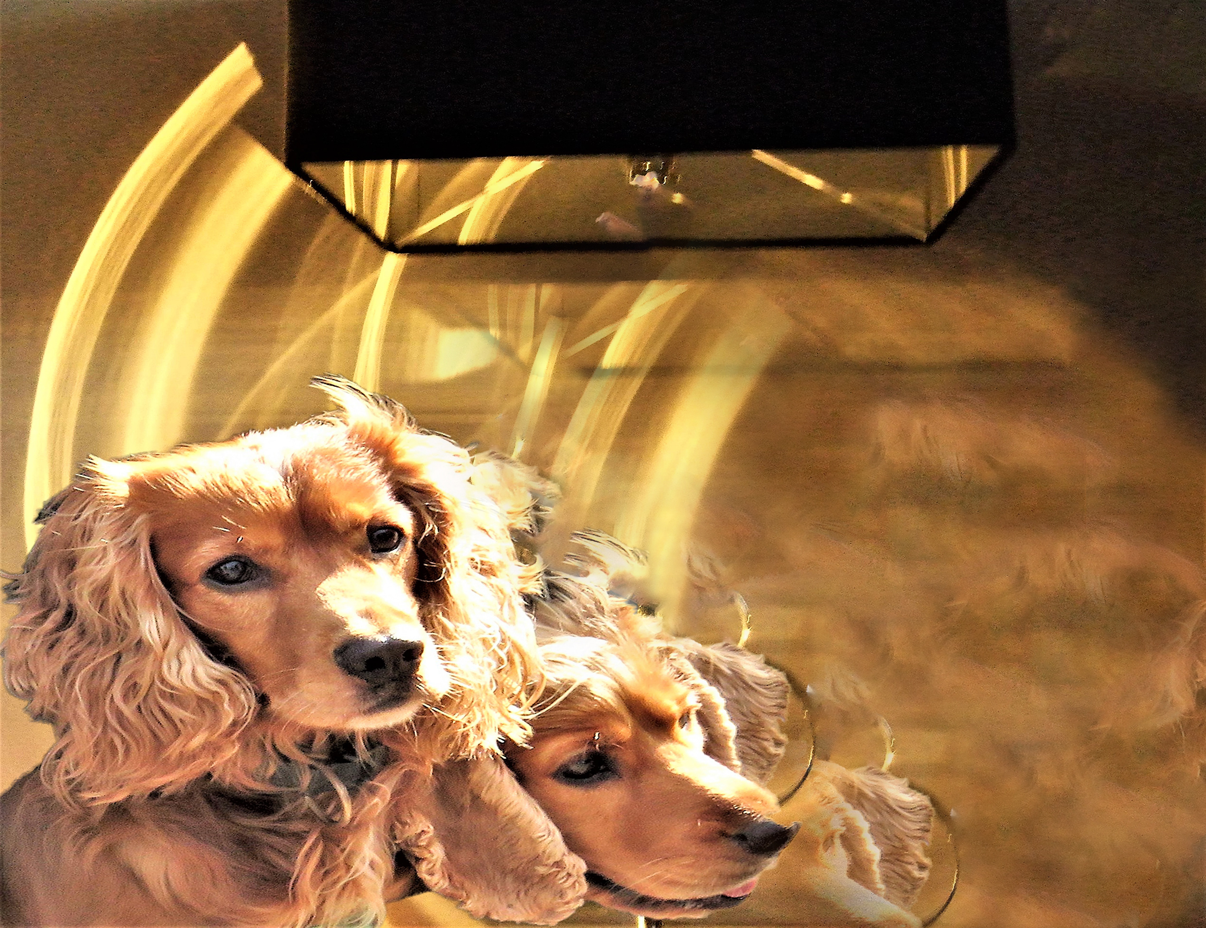 Spaniels
